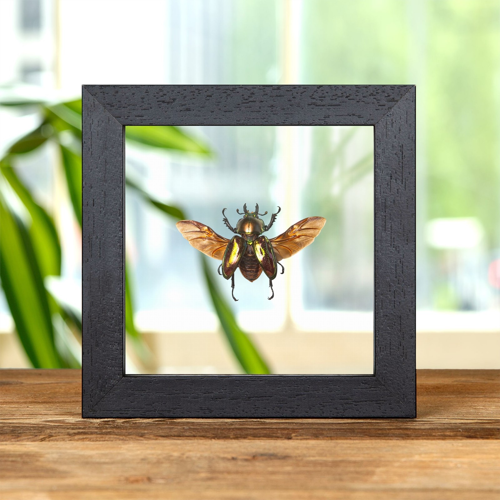 Female Rainbow Stag Beetle In Clear Glass Frame (Phalacrognathus muelleri)