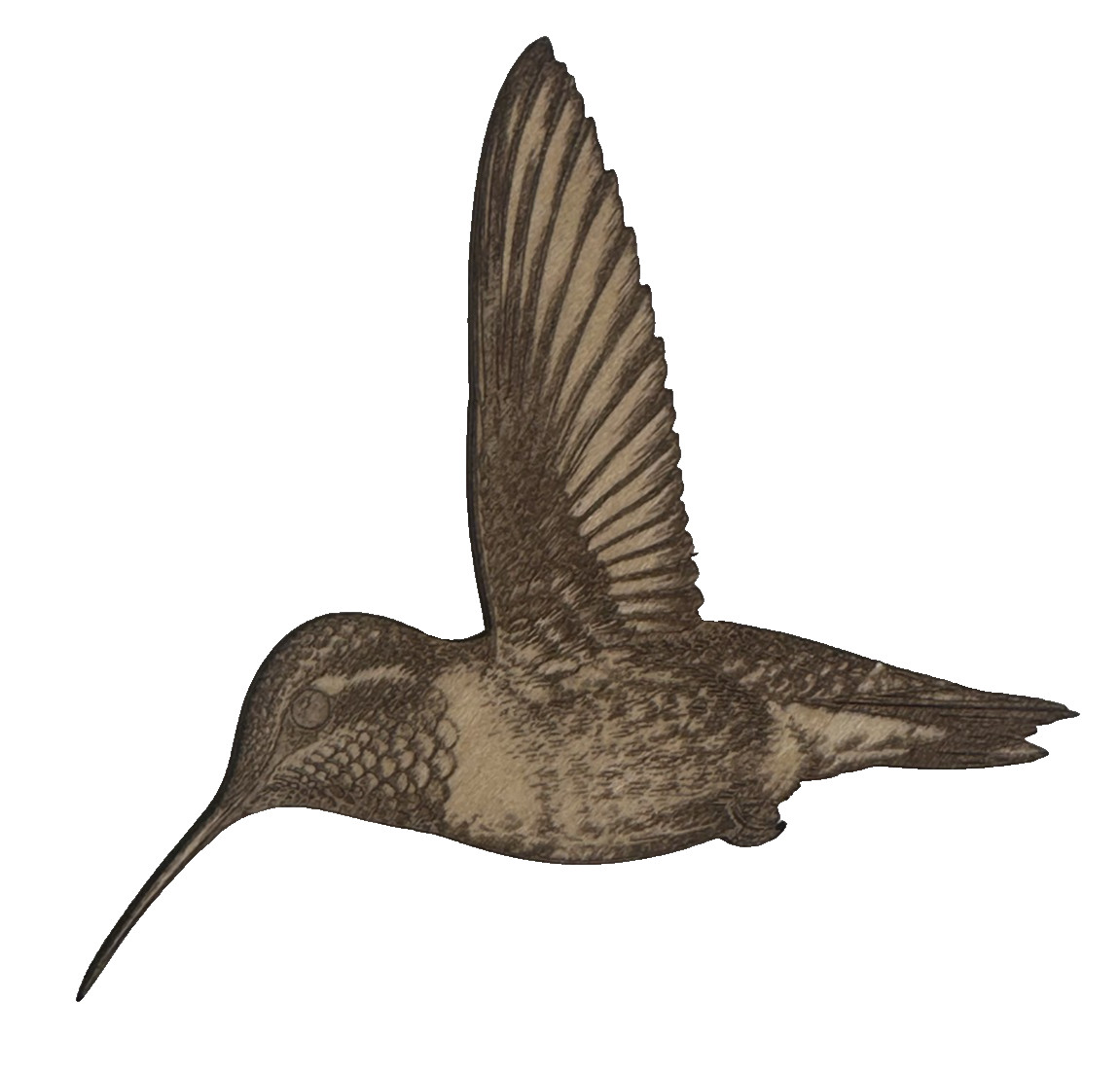 Wood Hummingbird Magnet Laser Cut Engraved Bird Refrigerator Magnet
