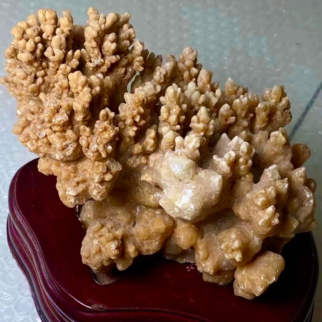 2.64LB Natural Yellow coral reef Cluster Ocean Mineral Crystal Specimen