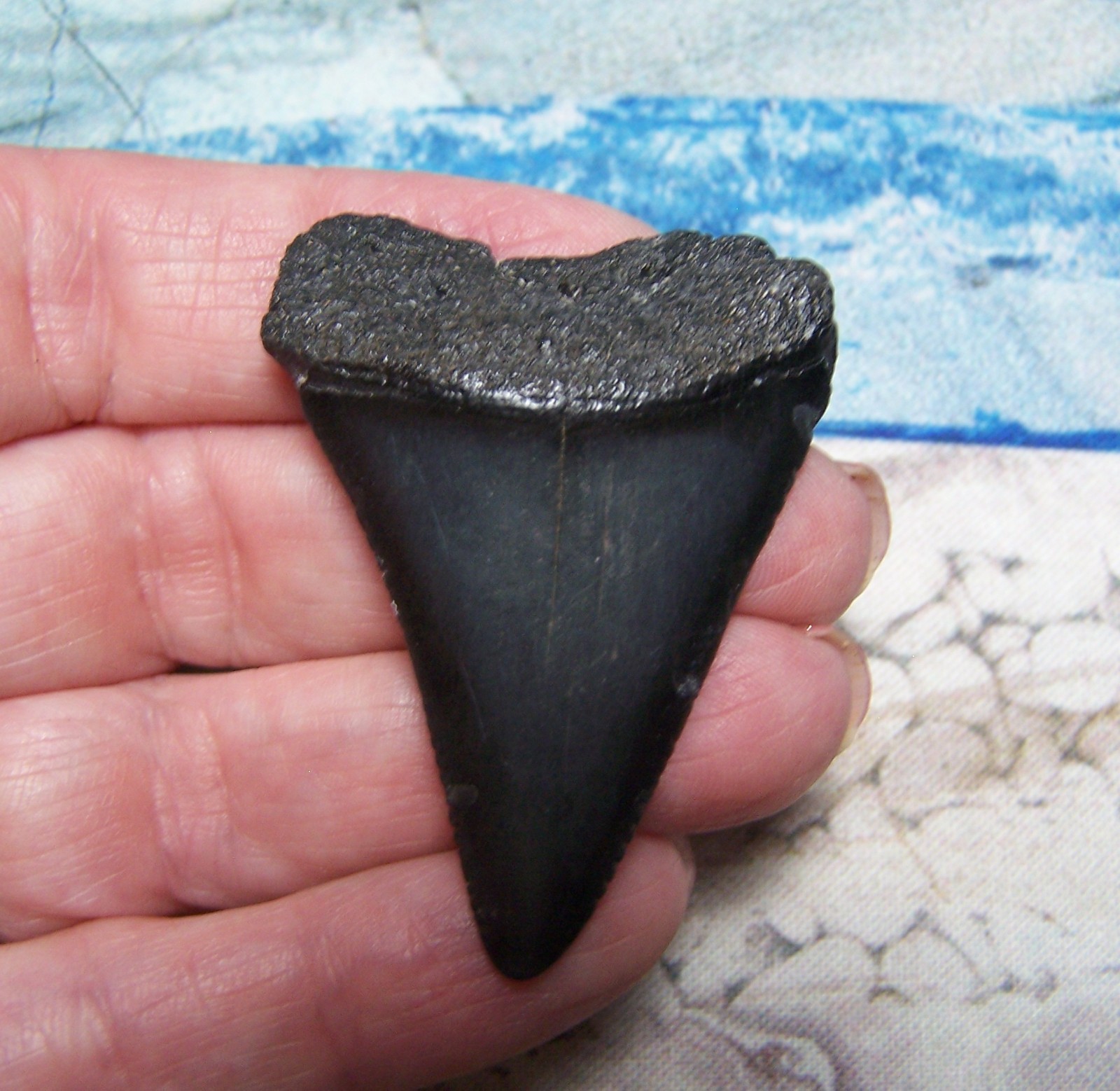 GREAT WHITE SHARK TOOTH 1 7/8\