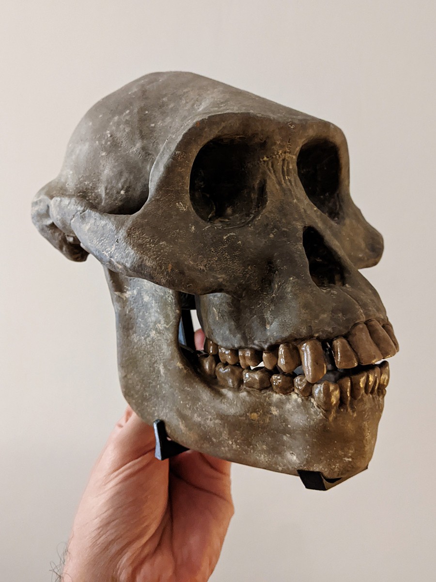 Museum quality Australopithecus afarensis skull replica Museum quality Australopithecus afarensis skull replica