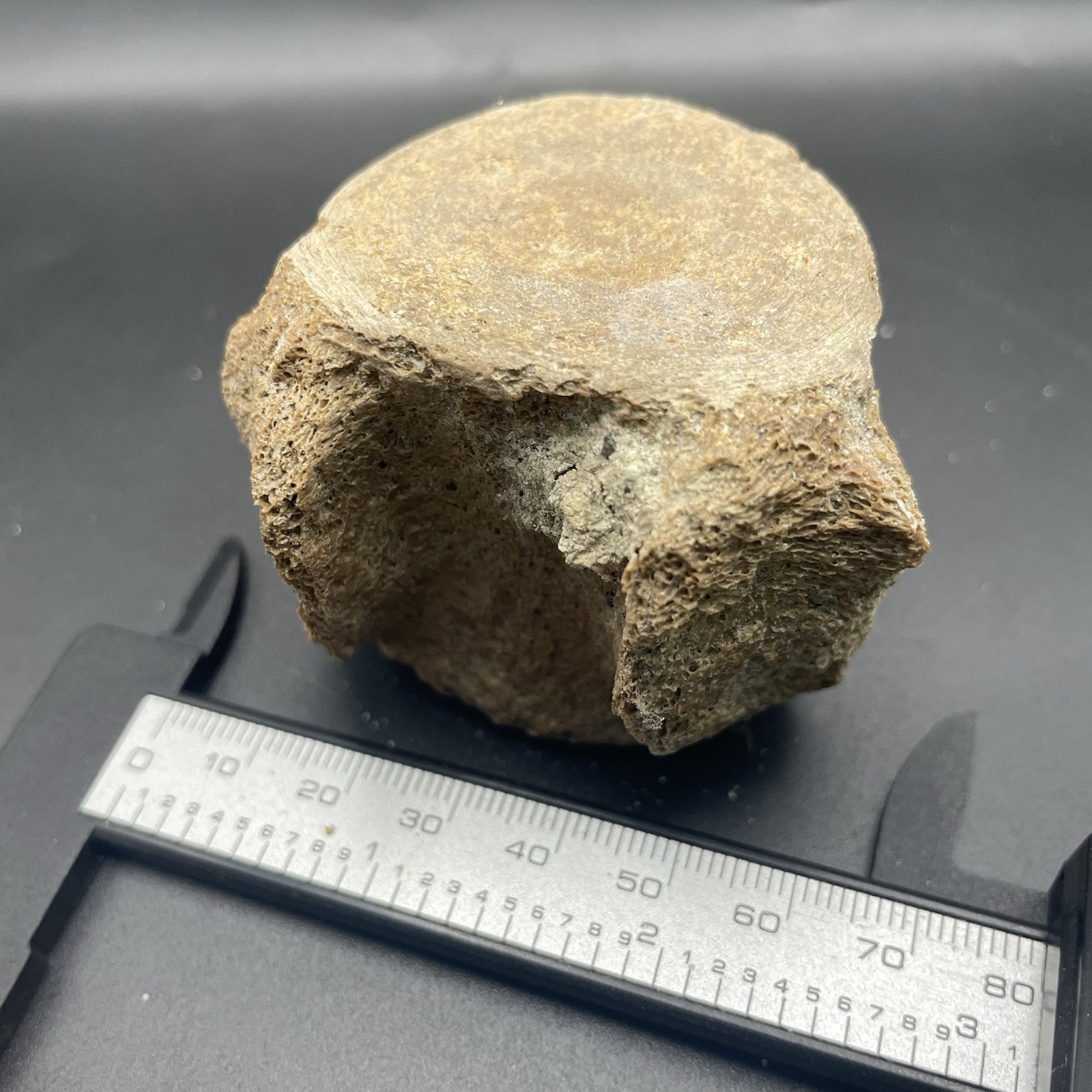 Dolphin Vertebrae Fossil Cetacean Backbone Florida Land Find Dolphin Vertebrae Fossil Cetacean Backbone Florida Land Find