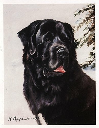 Newfoundland Dog Head Study 6 Blank Note Cards Great For Birthdays Thank You