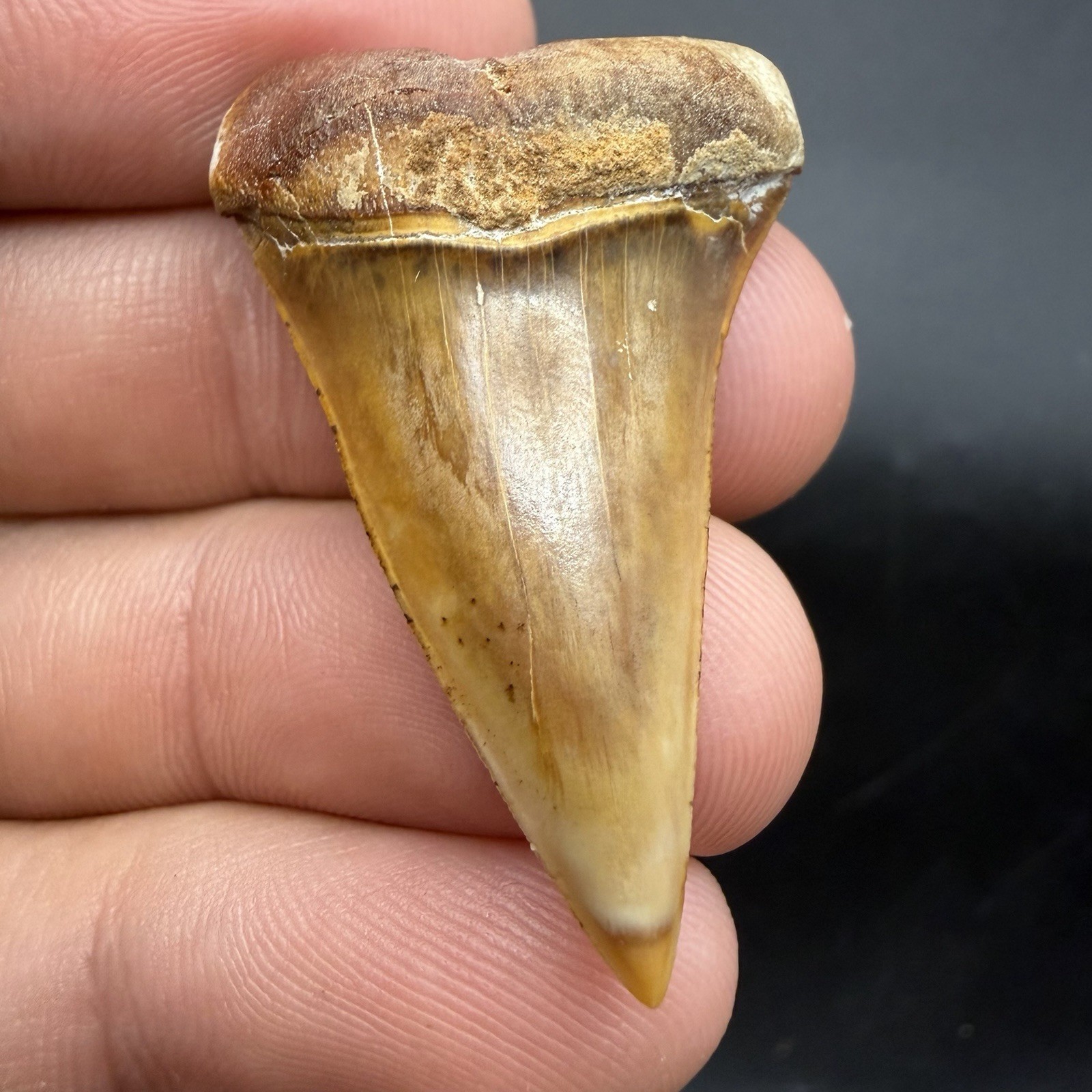Megalodon Era Mako Shark Tooth Peru - Rare Colors 1.65” Megalodon Era Mako Shark Tooth Peru - Rare Colors 1.65”