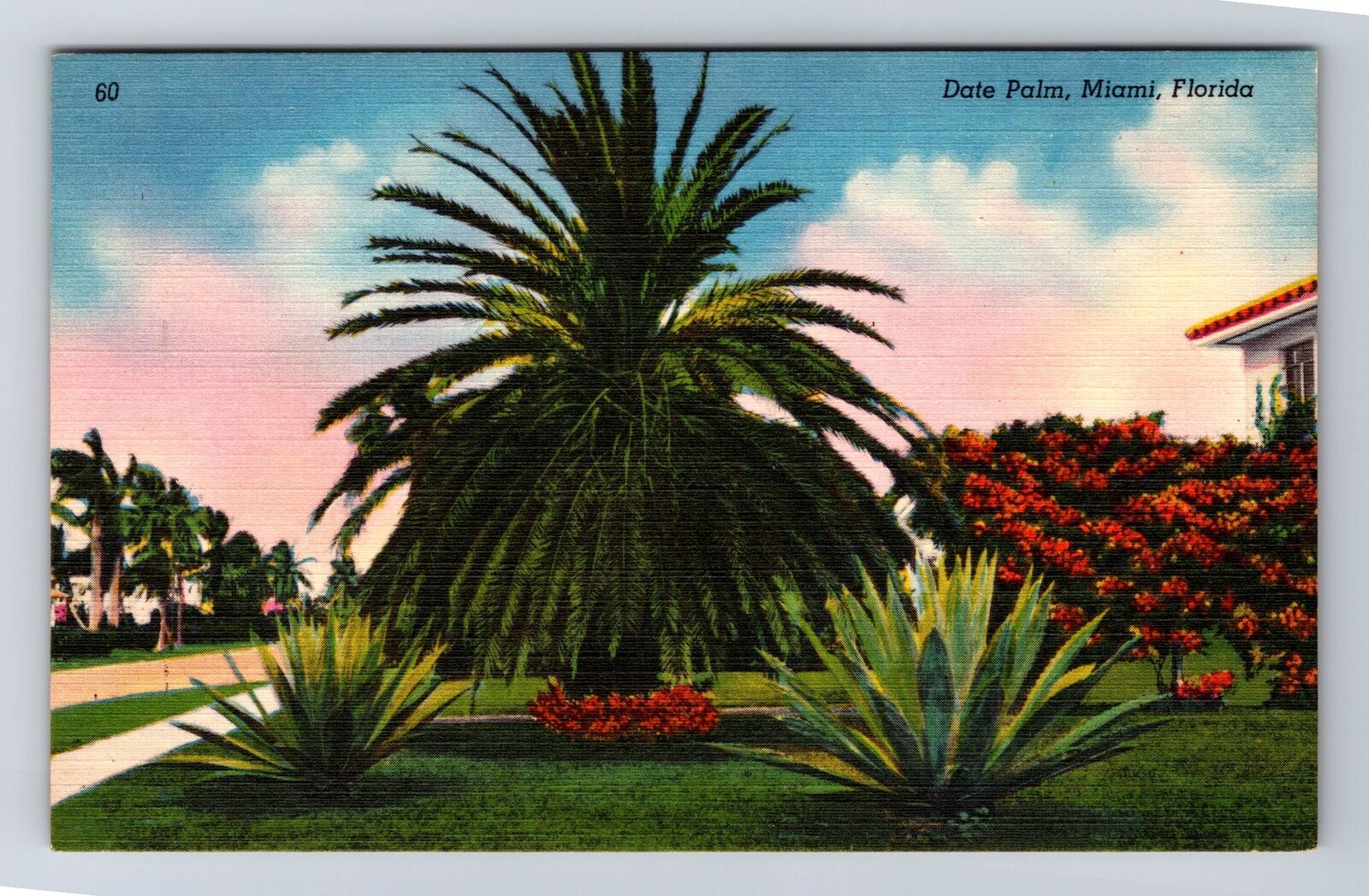 Miami FL-Florida, Scenic Landscaping Date Palm, Antique Vintage Postcard