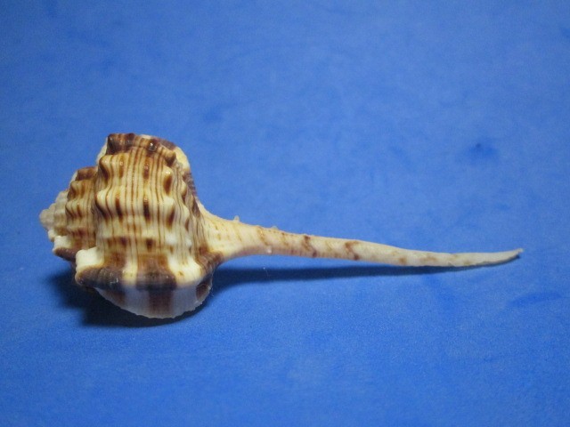 Murex haustellum Linnaeus,1758 \ Murex haustellum Linnaeus,1758 \