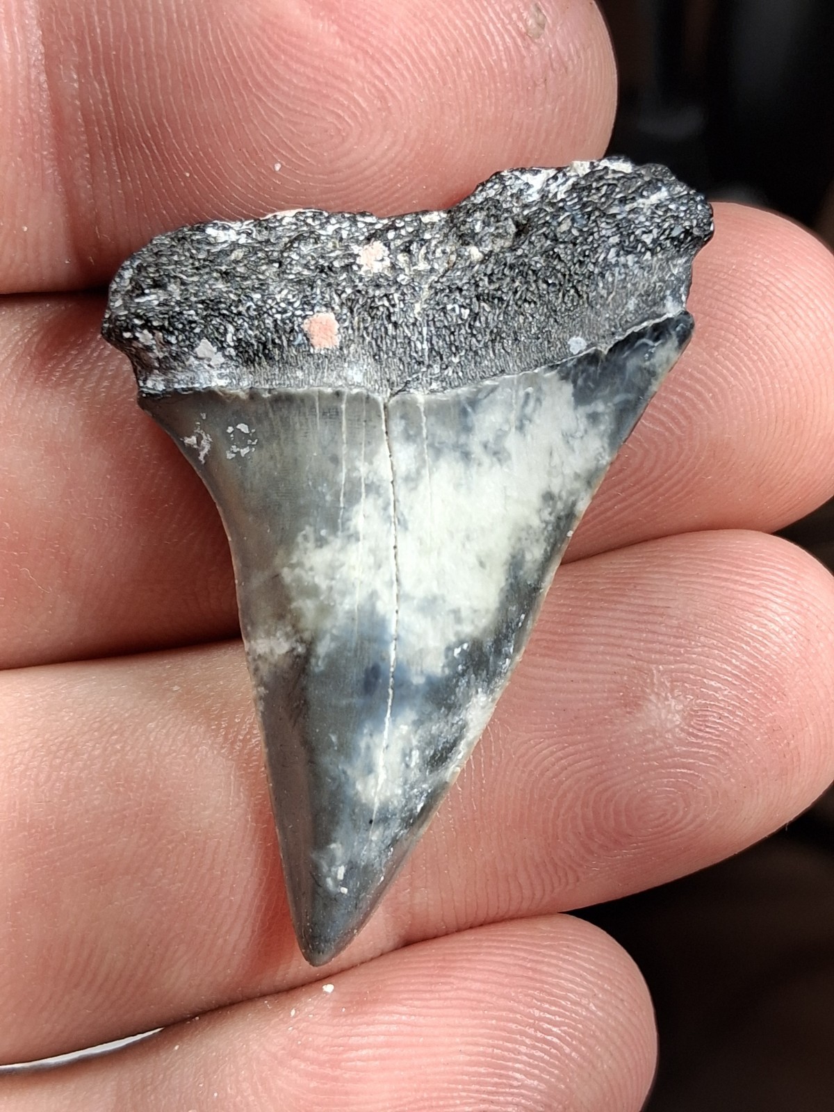Extinct Lesser Great White Mako Hastalis From Venice Fl Golden Beach 1.78 Extinct Lesser Great White Mako Hastalis From Venice Fl Golden Beach 1.78