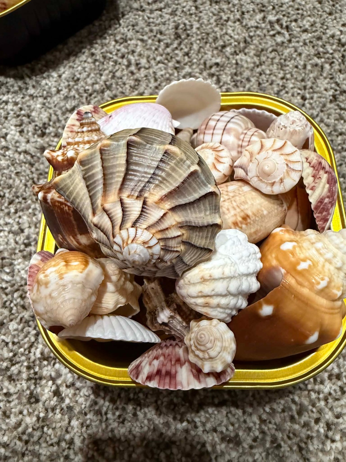 Sanibel Island Seashell Collection Sanibel Island Seashell Collection