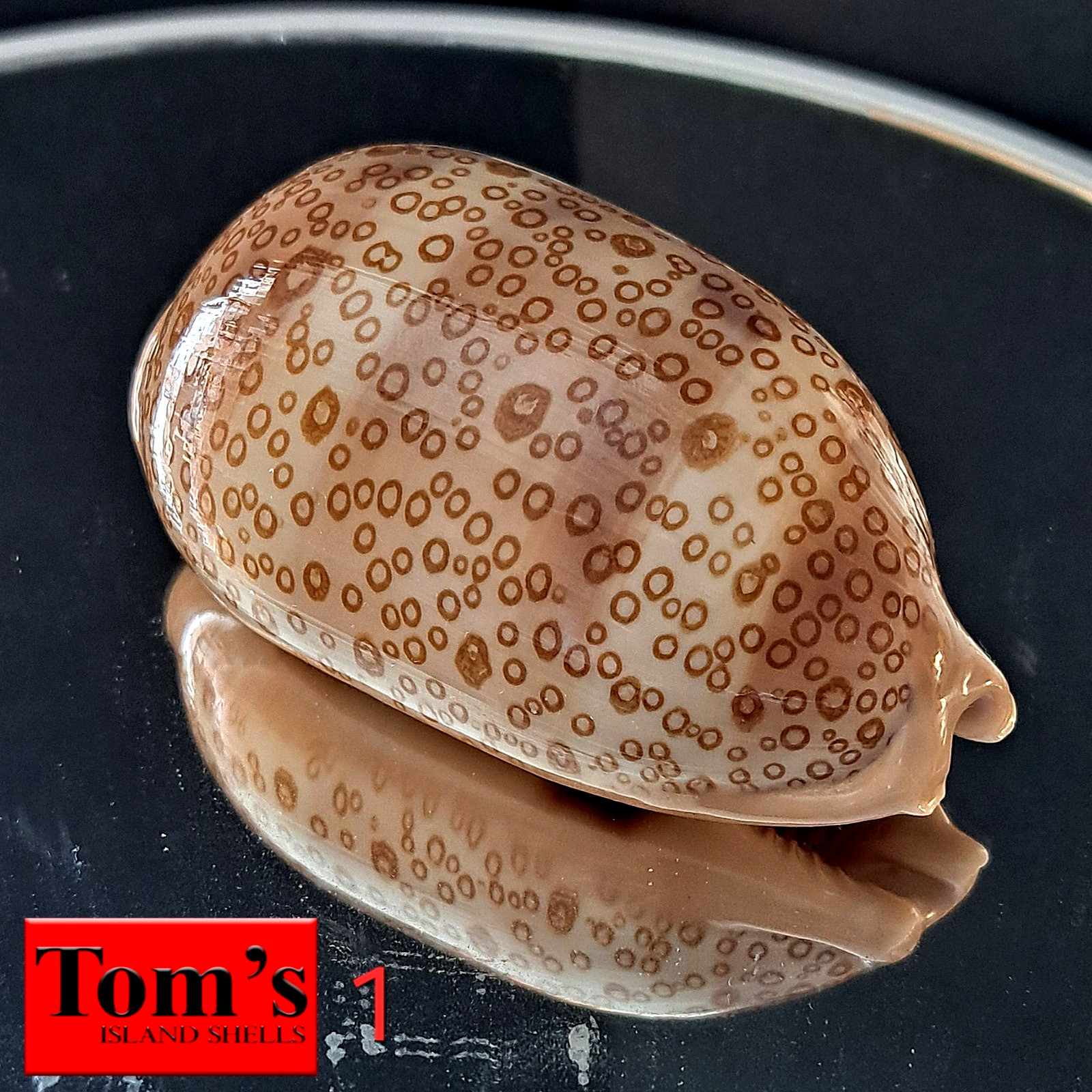 Cypraea argus f. arestorides #1  69.0mm EXQUISITE BEAUTY from Madagascar
