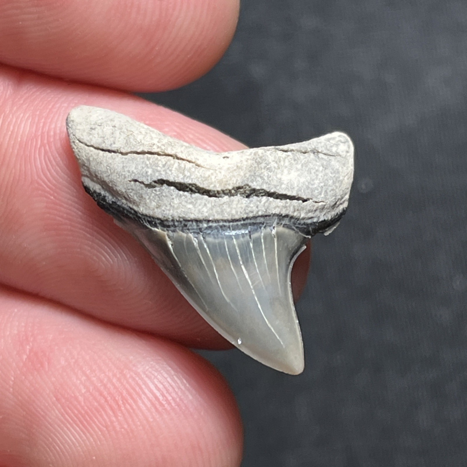 1.04” Rare Shark Tooth Fossil Alopias Grandis Giant Thresher Charleston, SC 1.04” Rare Shark Tooth Fossil Alopias Grandis Giant Thresher Charleston, SC