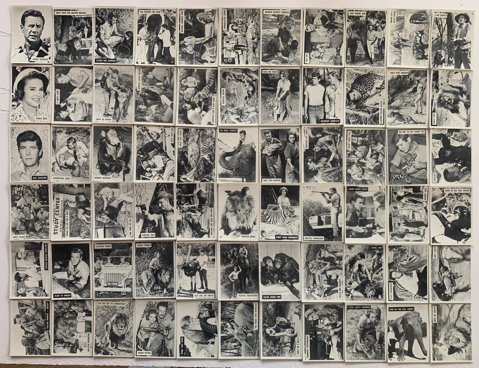 1966 Philadelphia Gum Daktari Complete Card Set 66 Cards #1-66 NM Vintage TV Cla