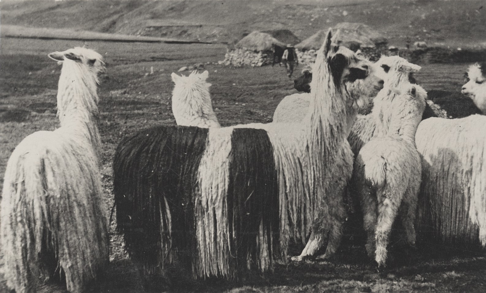 c. 1940\'s Herd of Alpacas, Peru RPPC by Martin Chambi Jiménez