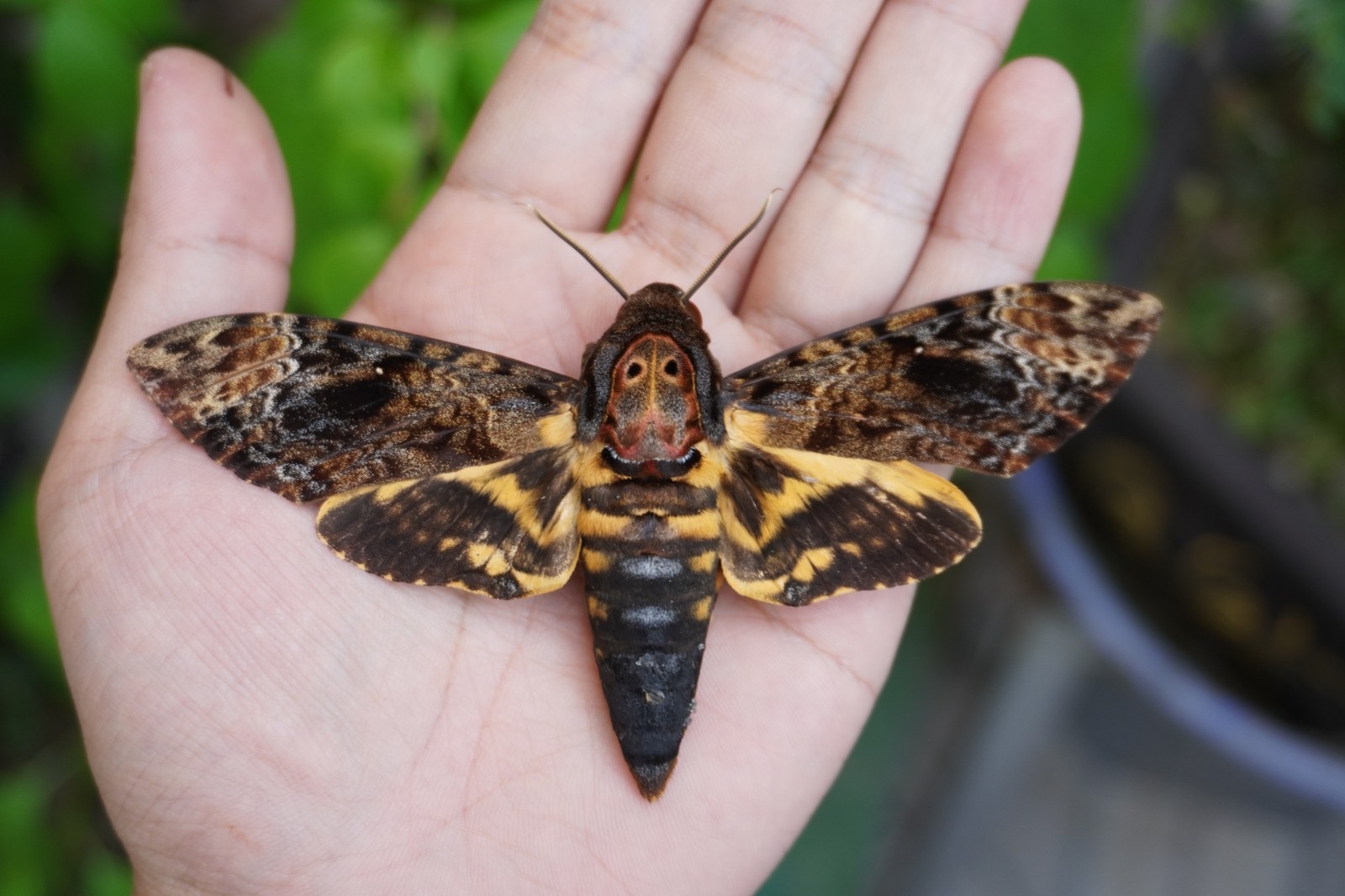 2 Death Head Moth Open Wings Skull Acherontia Insect Butterly Taxidermy 2 Death Head Moth Open Wings Skull Acherontia Insect Butterly Taxidermy