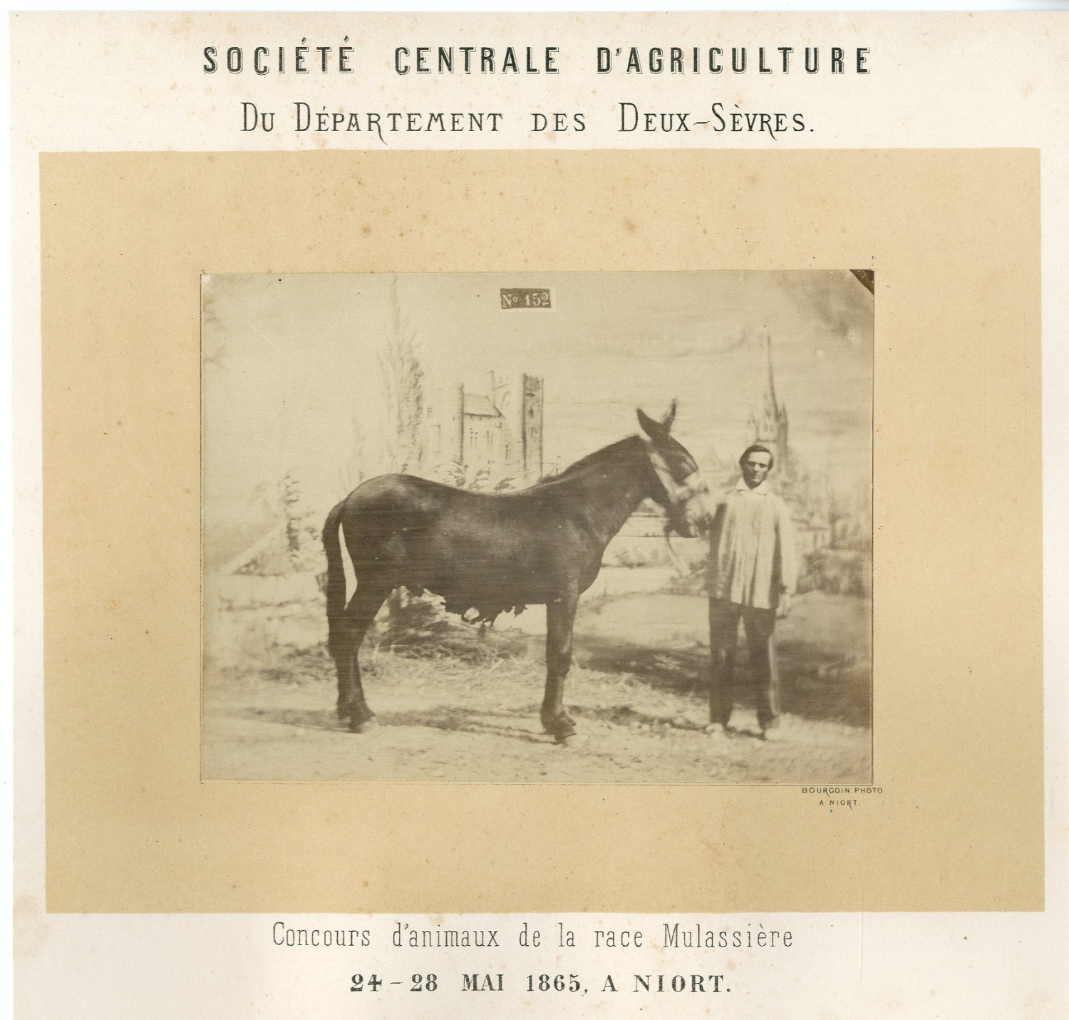 Bourgoin. France, Niort, Vintage Mulassière Animal Competition 
