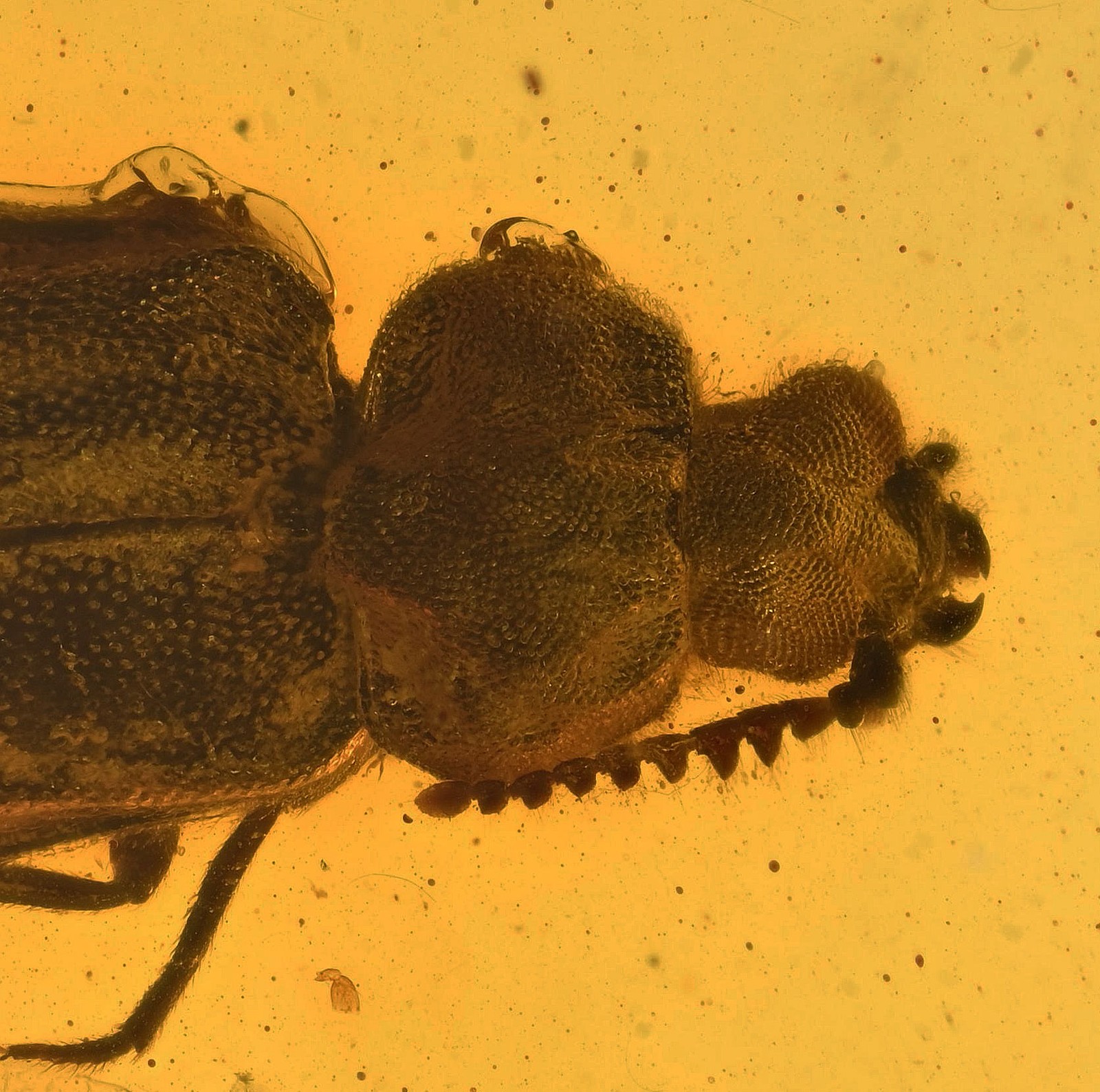 Detailed Coleoptera (Beetle) - Fossil Insect Inclusion in Burmese Amber Detailed Coleoptera (Beetle) - Fossil Insect Inclusion in Burmese Amber