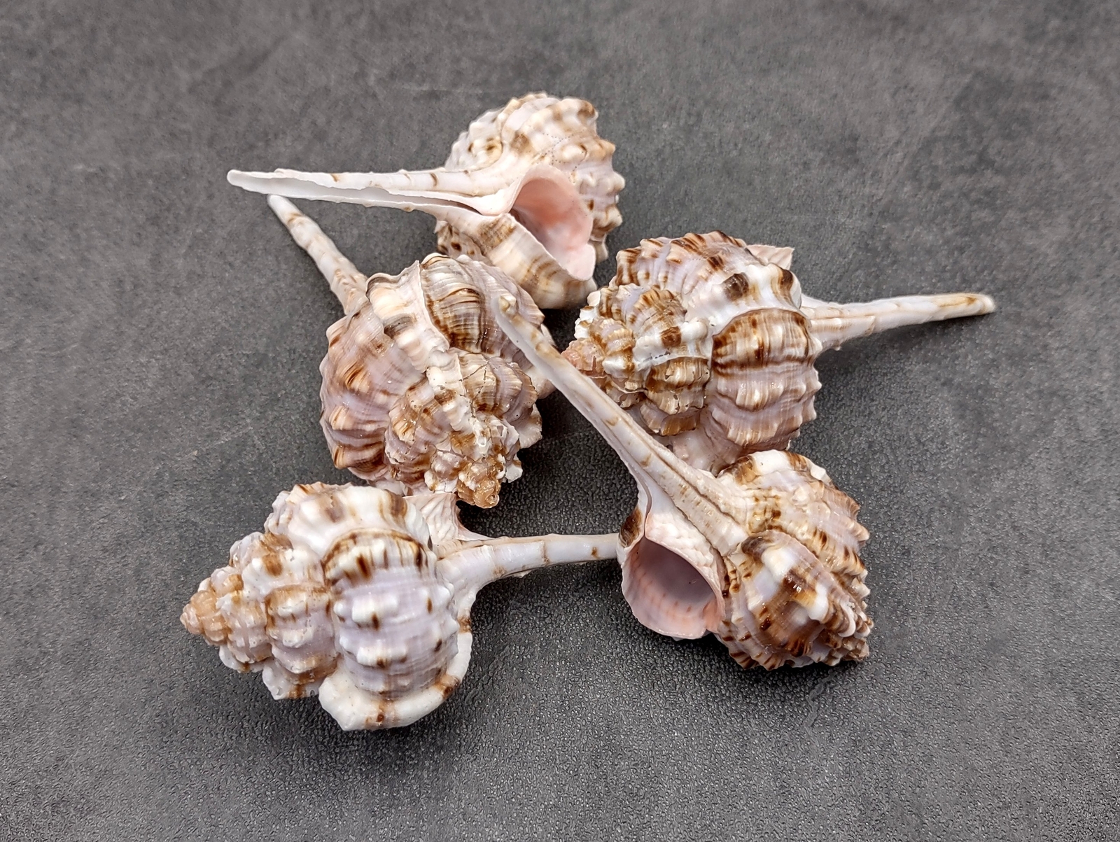 Snipes Bill Murex Seashells Murex Haustellum (5 shells approx. 2.25+ inches)