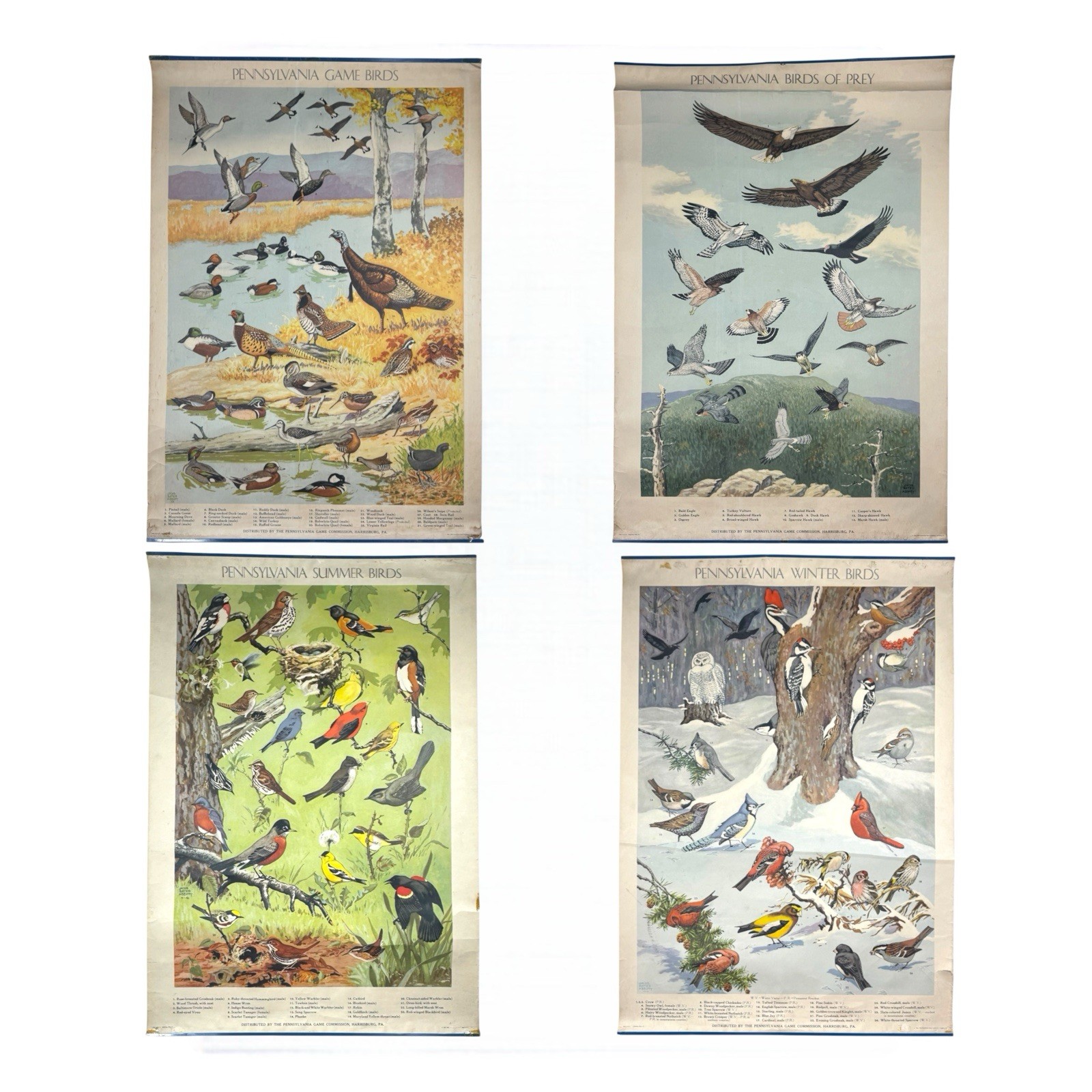 Vintage 1946 PA Game Commission Pennsylvania Birds Poster Set Of 4 Vintage 1946 PA Game Commission Pennsylvania Birds Poster Set Of 4