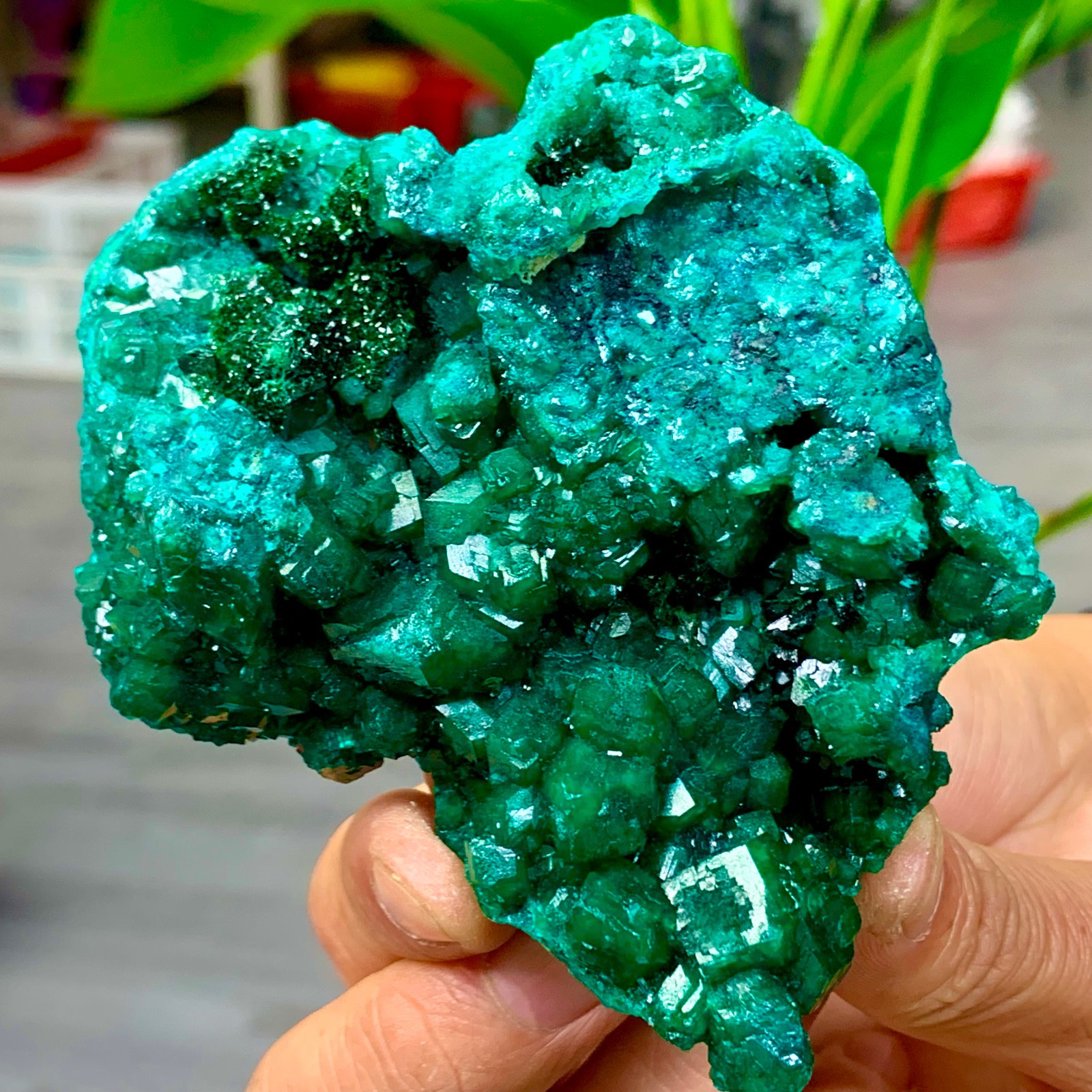 189G Natural green dioptase emerandine gemstone cluster Crystal specimen 189G Natural green dioptase emerandine gemstone cluster Crystal specimen