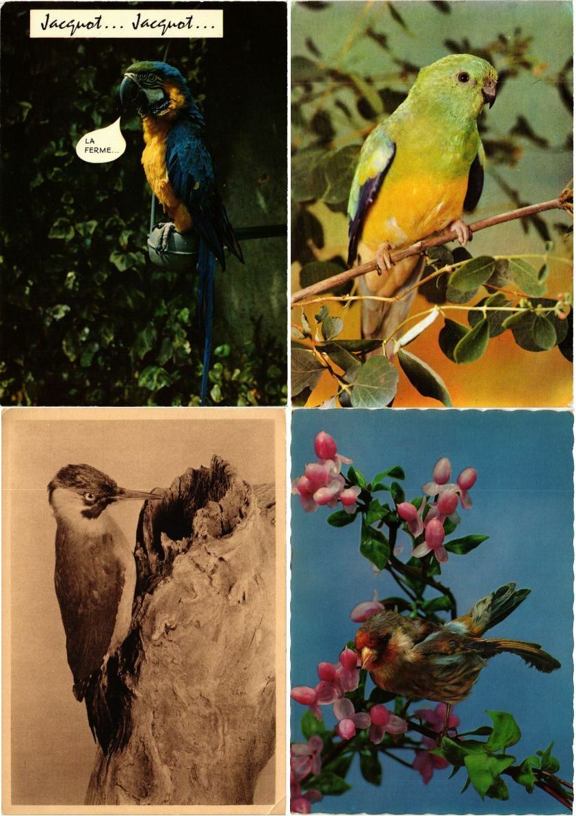 BIRDS ANIMAL 300 MODERN Postcards (L2843)