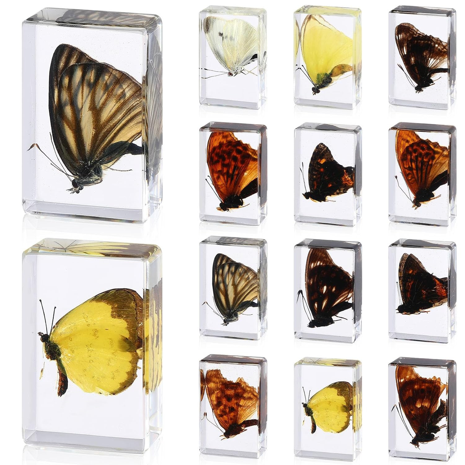 12 Pcs Butterfly Insect in Resin Specimen Bugs Collection Paperweights,12 Styles 12 Pcs Butterfly Insect in Resin Specimen Bugs Collection Paperweights,12 Styles