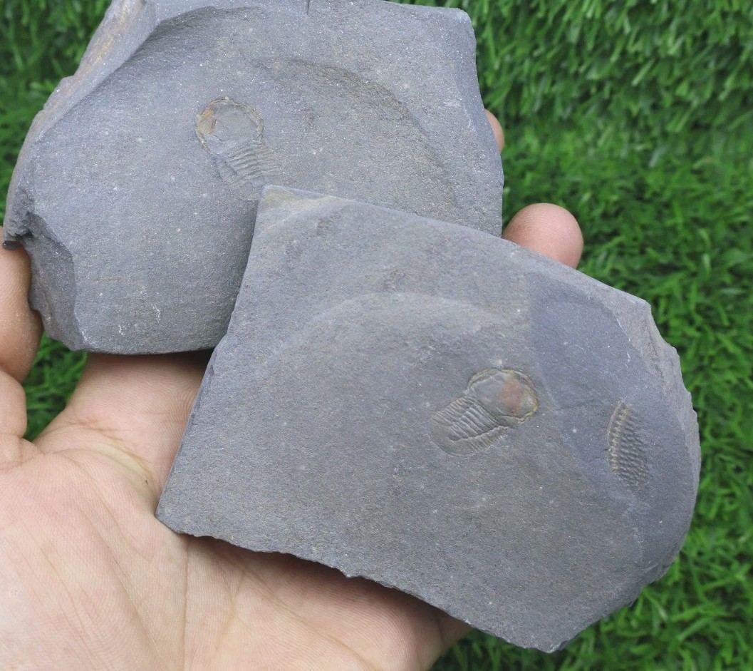 Cyclopyge Trilobites Fossil Ordovician Morocco Rare Specimen 