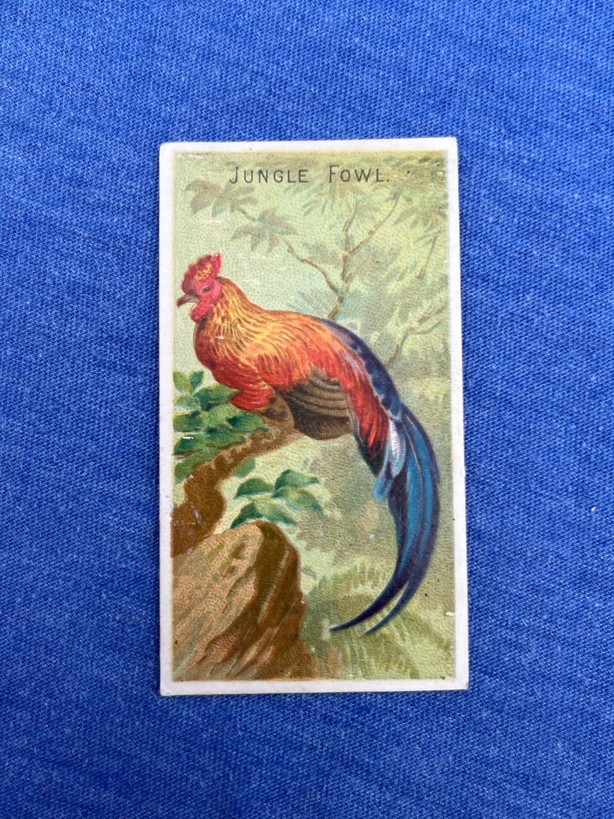 JUNGLE FOWL 1889 N5 Allen & Ginter Birds of the Tropics JUNGLE FOWL 1889 N5 Allen & Ginter Birds of the Tropics