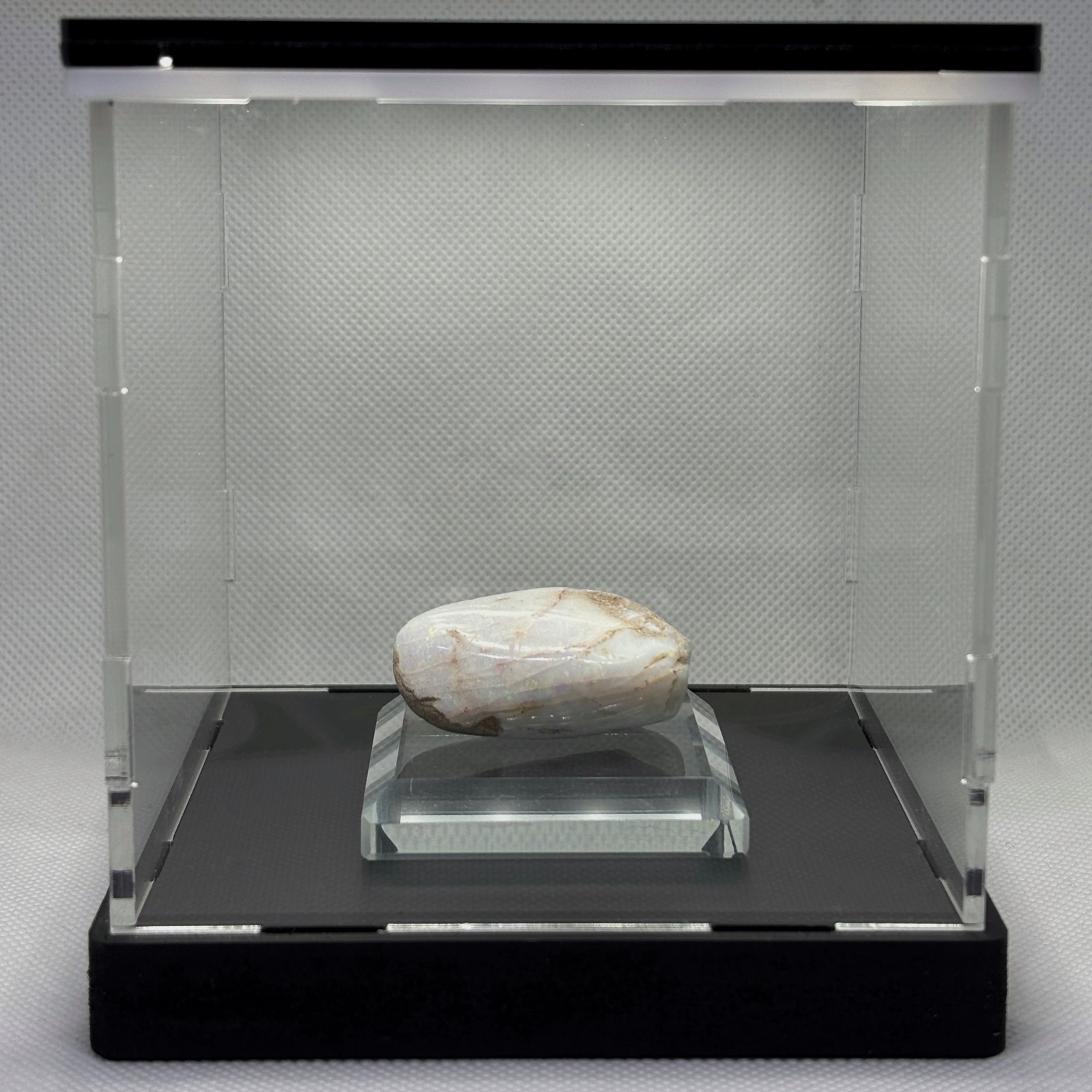 Australian Coober Pedy Opalized Mussel Fossil Light Box Collectible Australian Coober Pedy Opalized Mussel Fossil Light Box Collectible