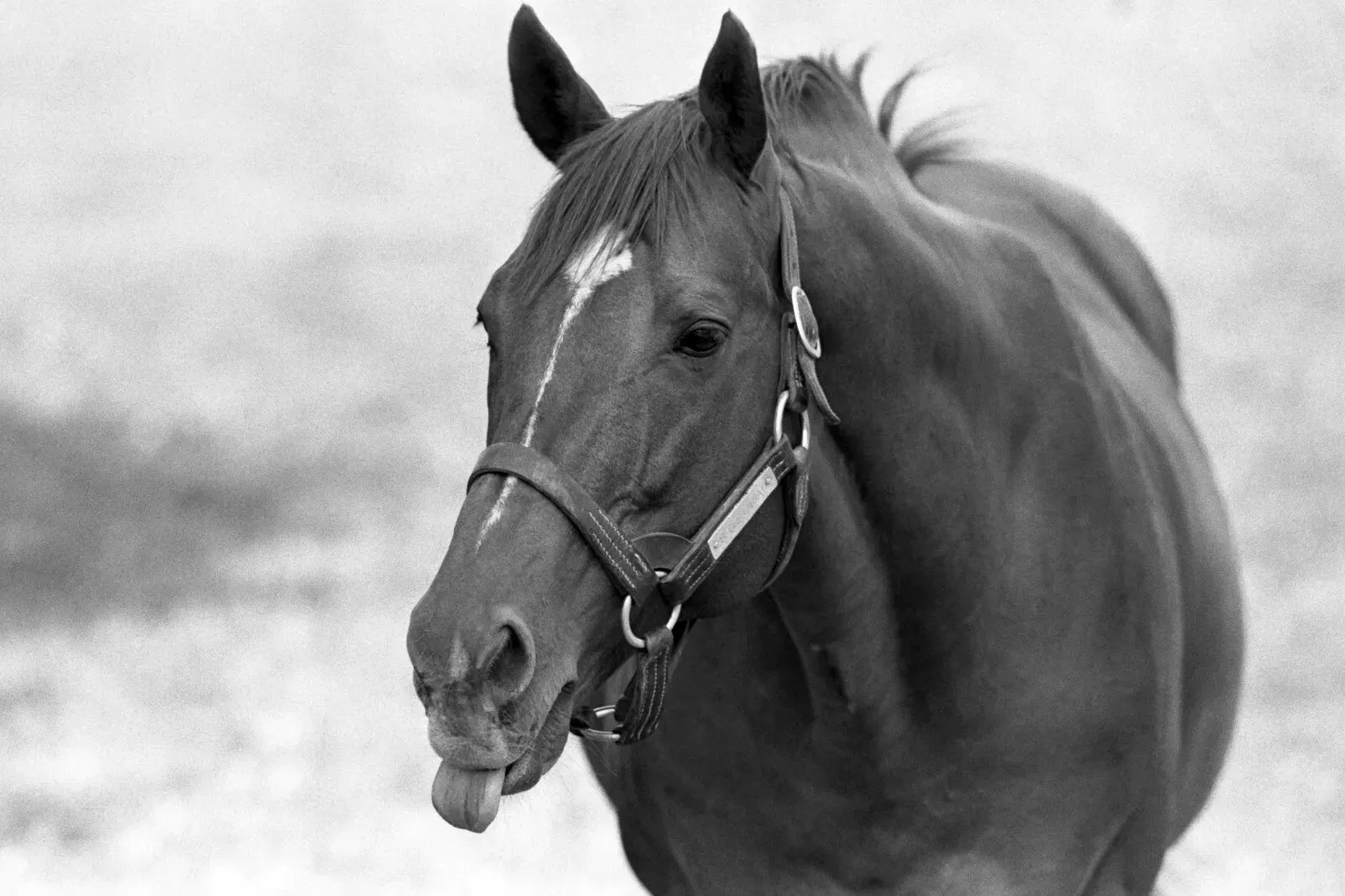 1973, Ron Turcotte Secretariat Claiborne Farm Horse Racing Triplecrown 4x6 PHO 1973, Ron Turcotte Secretariat Claiborne Farm Horse Racing Triplecrown 4x6 PHO