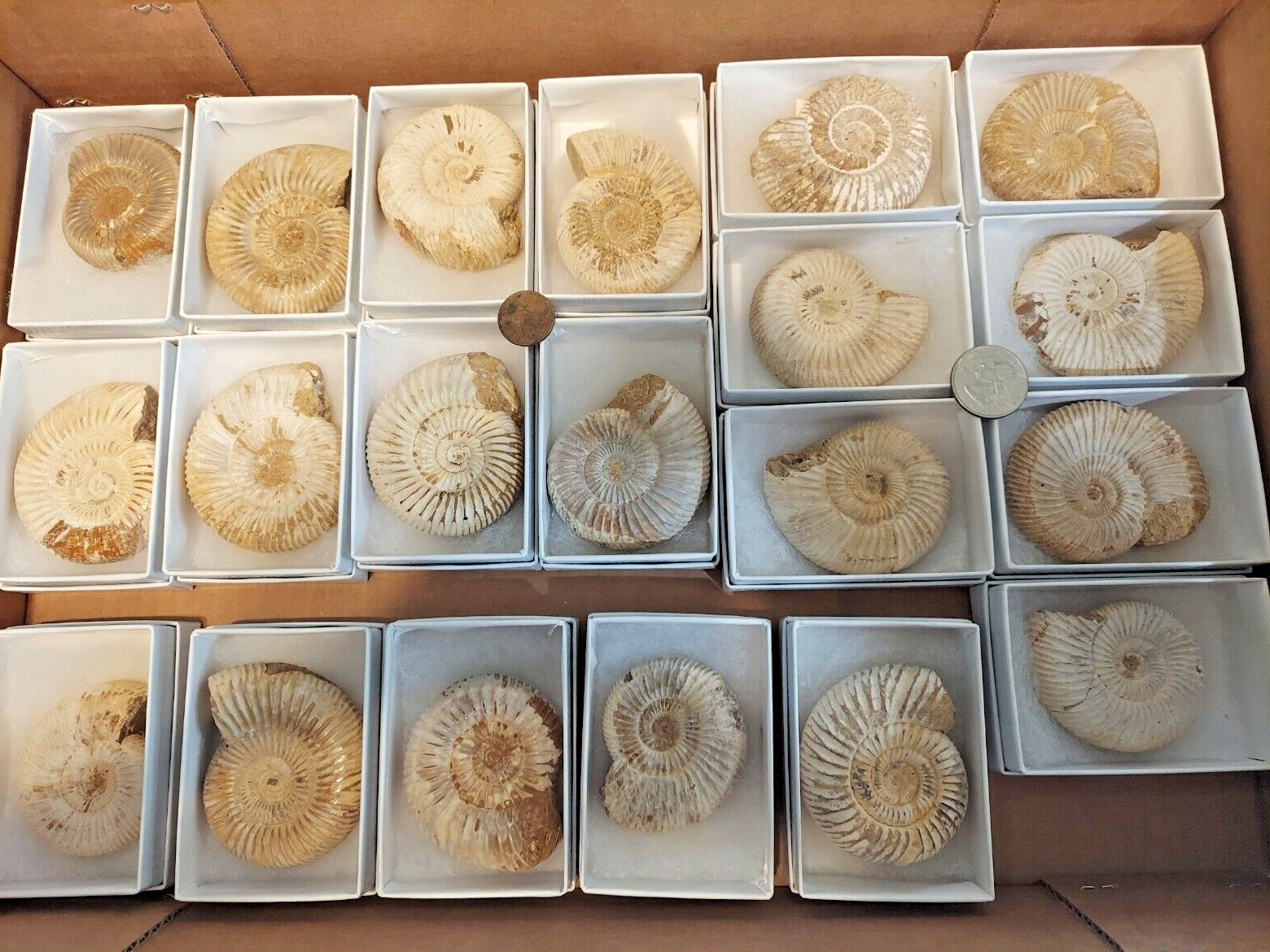 Ammonite Wholesale Lot of 20 From Madagascar Late Jurassic 2\