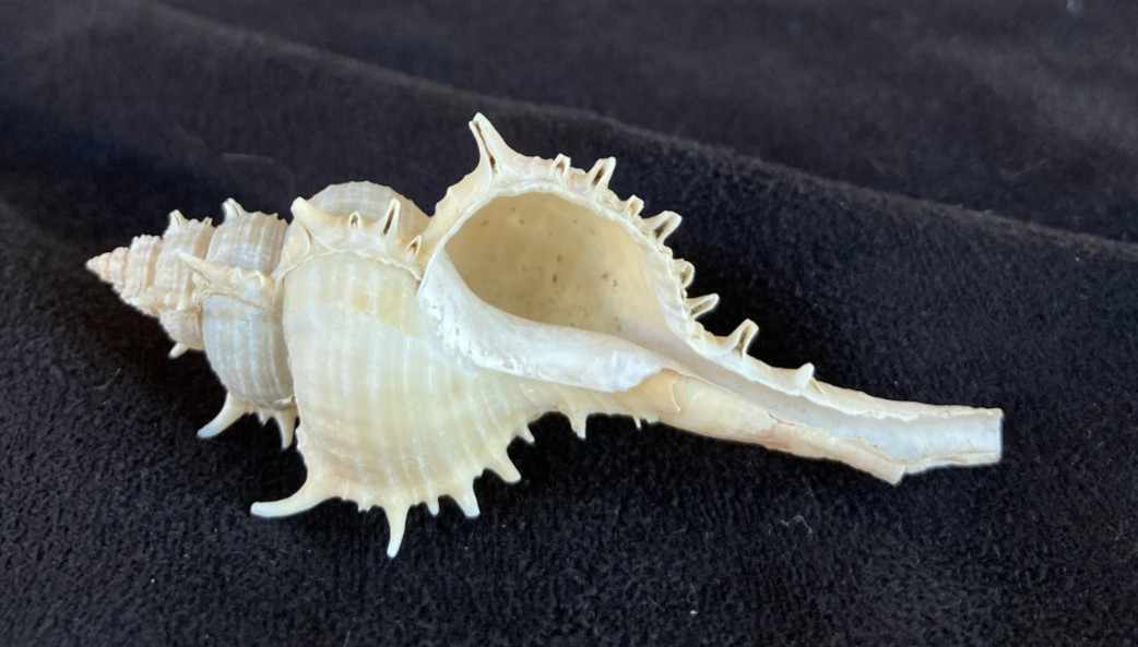Muricidae Chicoreus Haustellum Bobyini 61.9mm Cebu, Philippines +++
