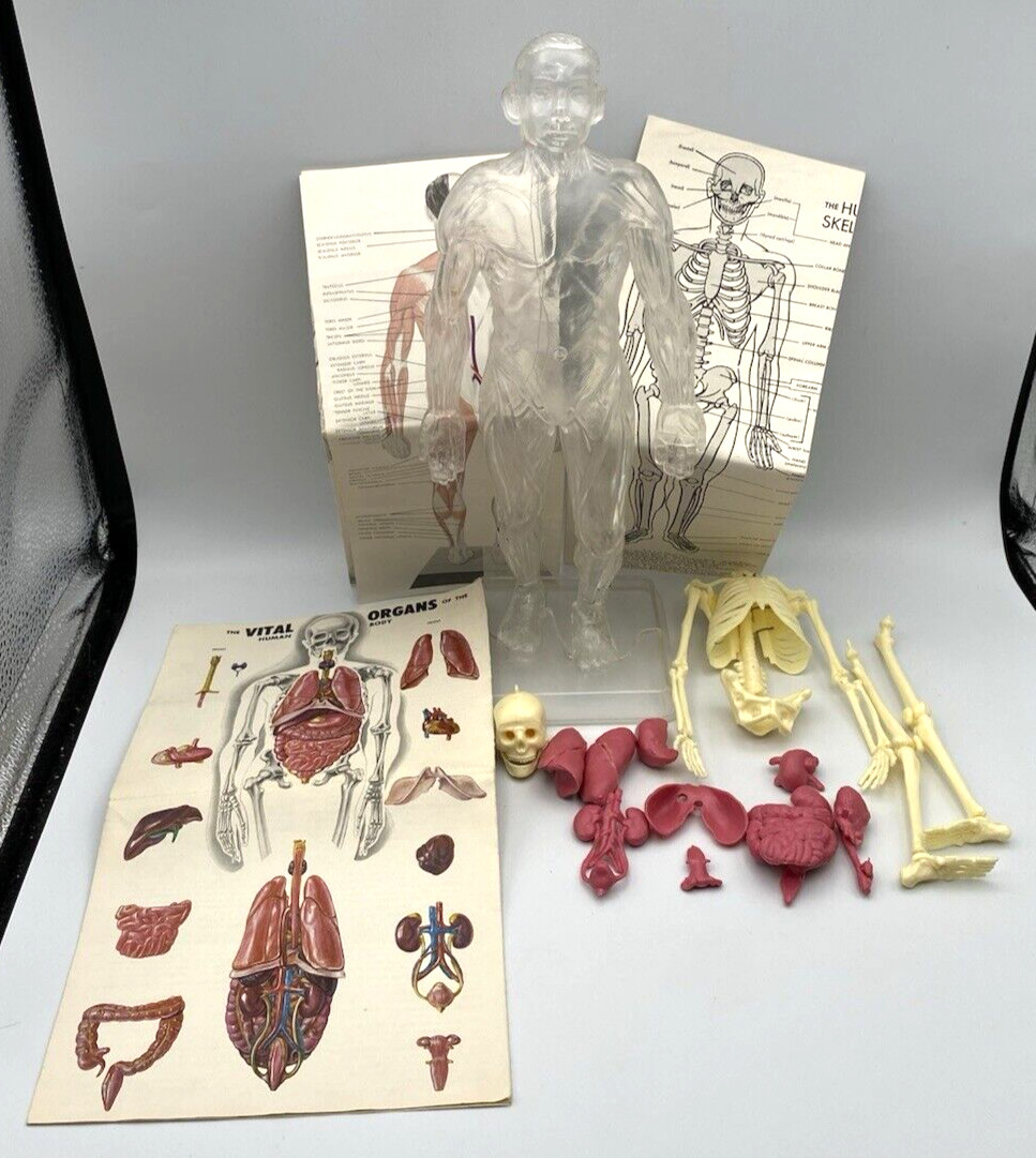 Vintage 1959 Vital Organs of the Human Body Medical Anatomy Educational Products