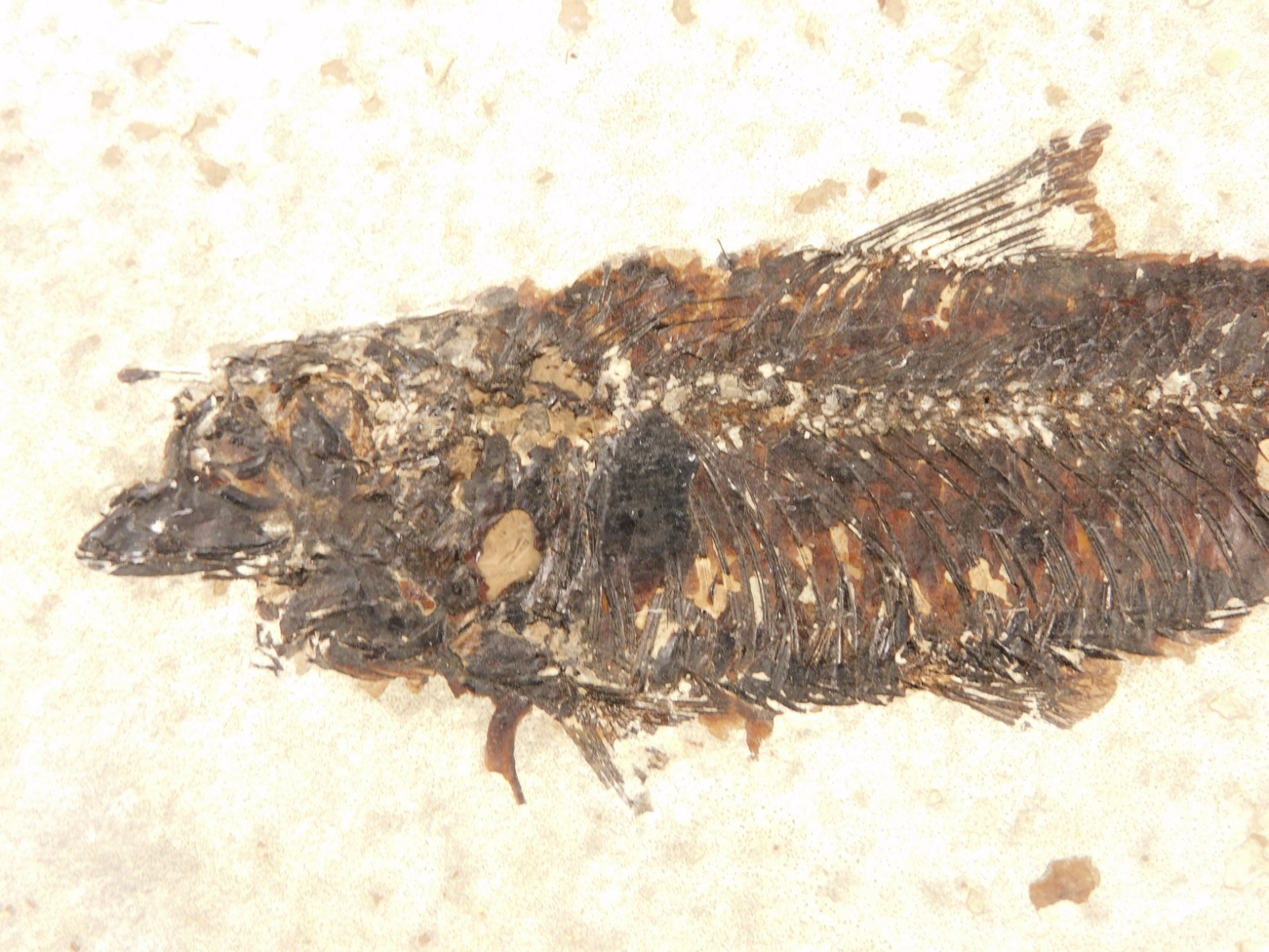 Larger SUPER Nice Knightia FISH Fossil From Fossil LAKE Wyoming 856gr Larger SUPER Nice Knightia FISH Fossil From Fossil LAKE Wyoming 856gr