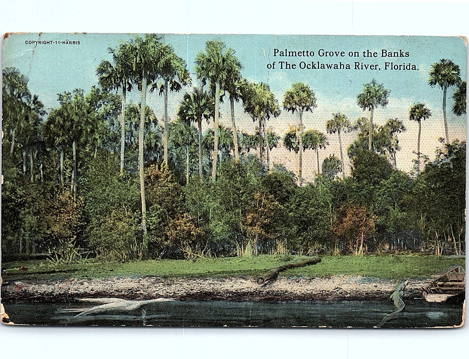 Postcard 1911 Florida Palmetto Grove Postcard Postcard 1911 Florida Palmetto Grove Postcard