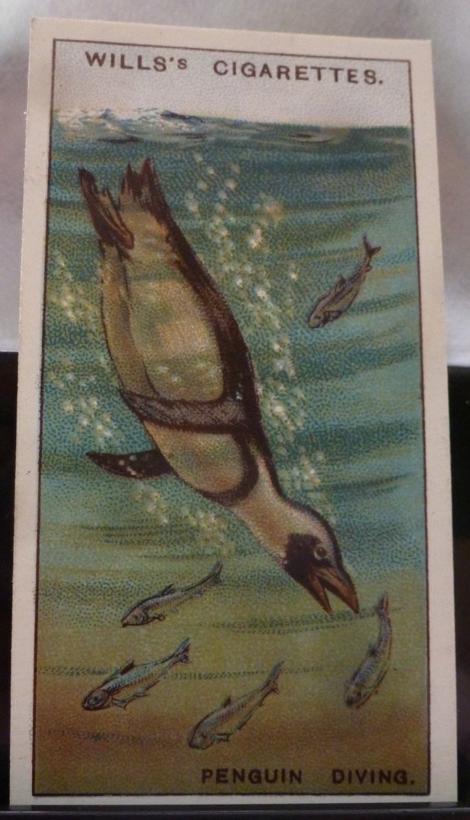 1928 W.D. & H.O. Wills Wonders of the Sea #6 Penguin Diving VG/EX
