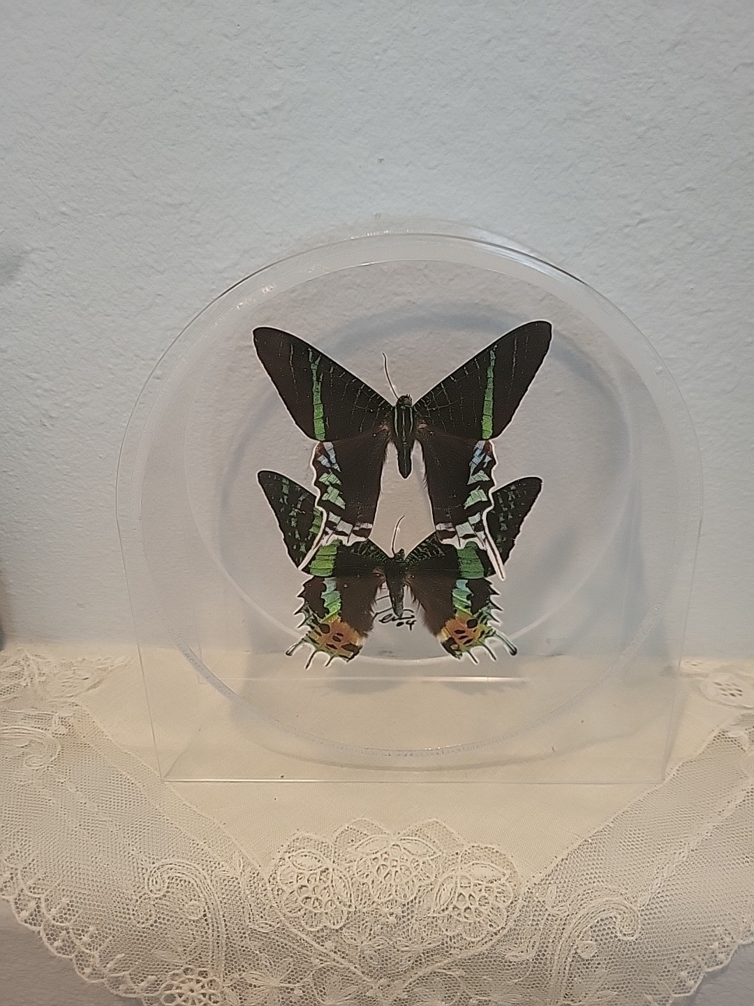 Vtg Real Green Page and Sunset Moth Butterfly Signed 2004 Frame Acrylic Display Vtg Real Green Page and Sunset Moth Butterfly Signed 2004 Frame Acrylic Display