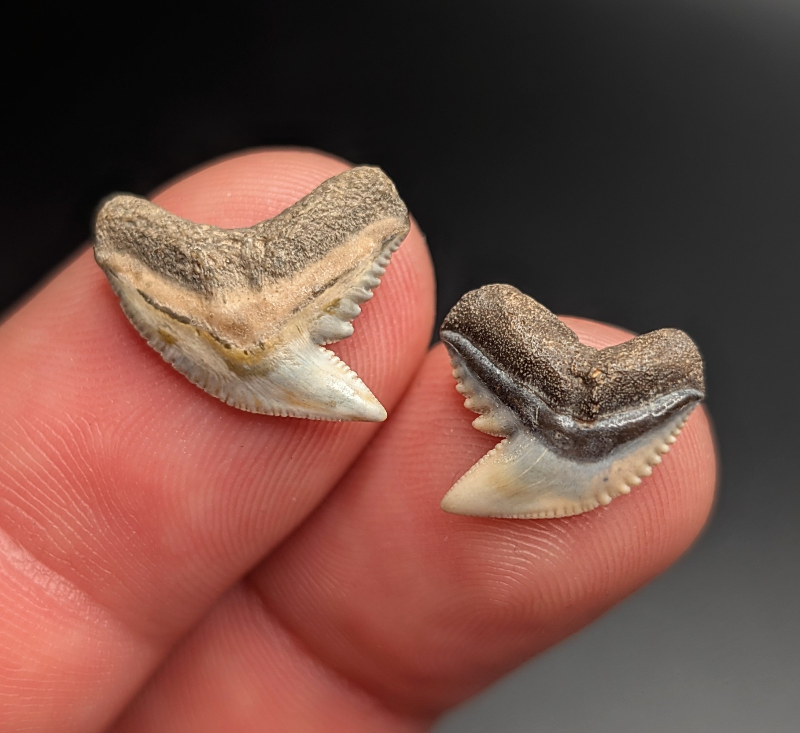 Top Quality Pair Of Tiger Shark Teeth From Gainesville Florida Top Quality Pair Of Tiger Shark Teeth From Gainesville Florida