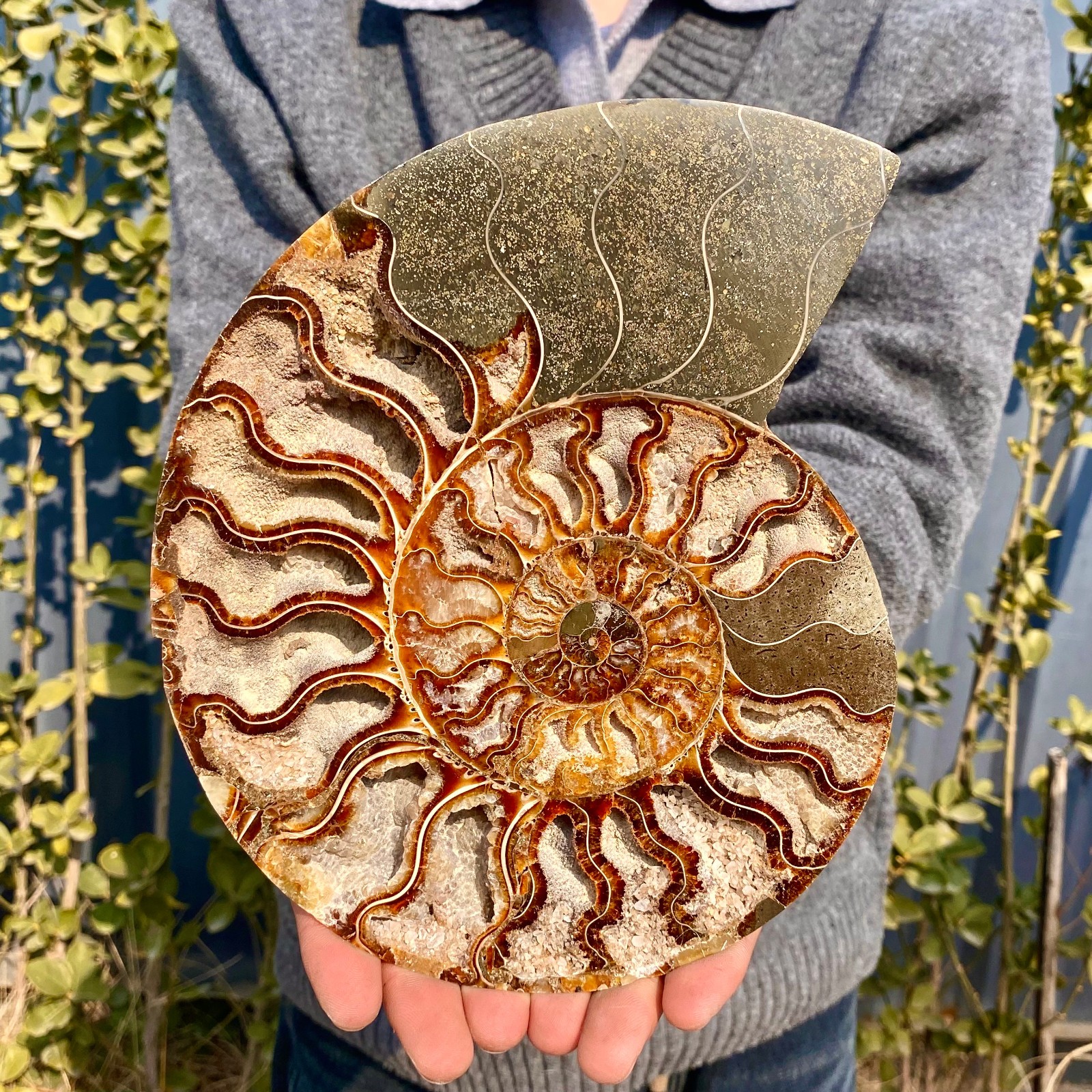 1.88LB Rare Natural Tentacle Ammonite FossilSpecimen Shell Healing Madagascar