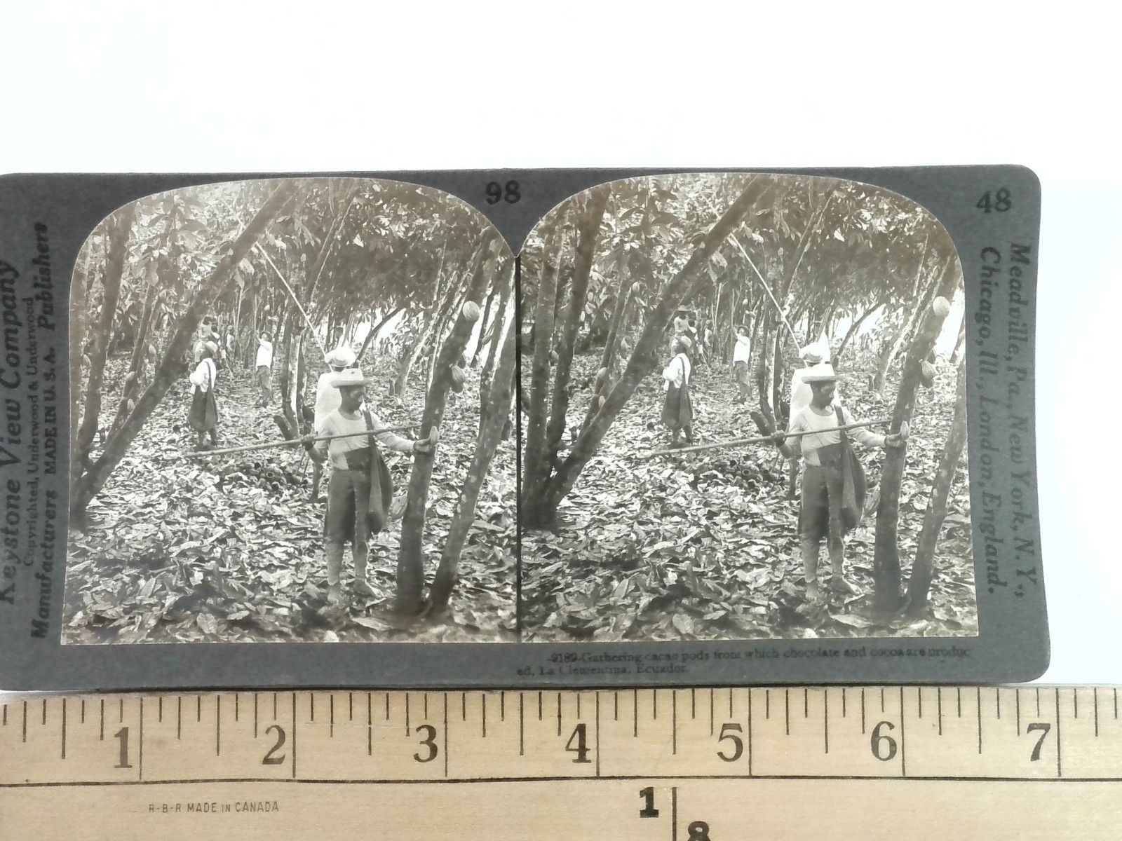Gathering Cacao Pods Ecuador Stereoview Keystone View Co. 1900s Agriculture Gathering Cacao Pods Ecuador Stereoview Keystone View Co. 1900s Agriculture