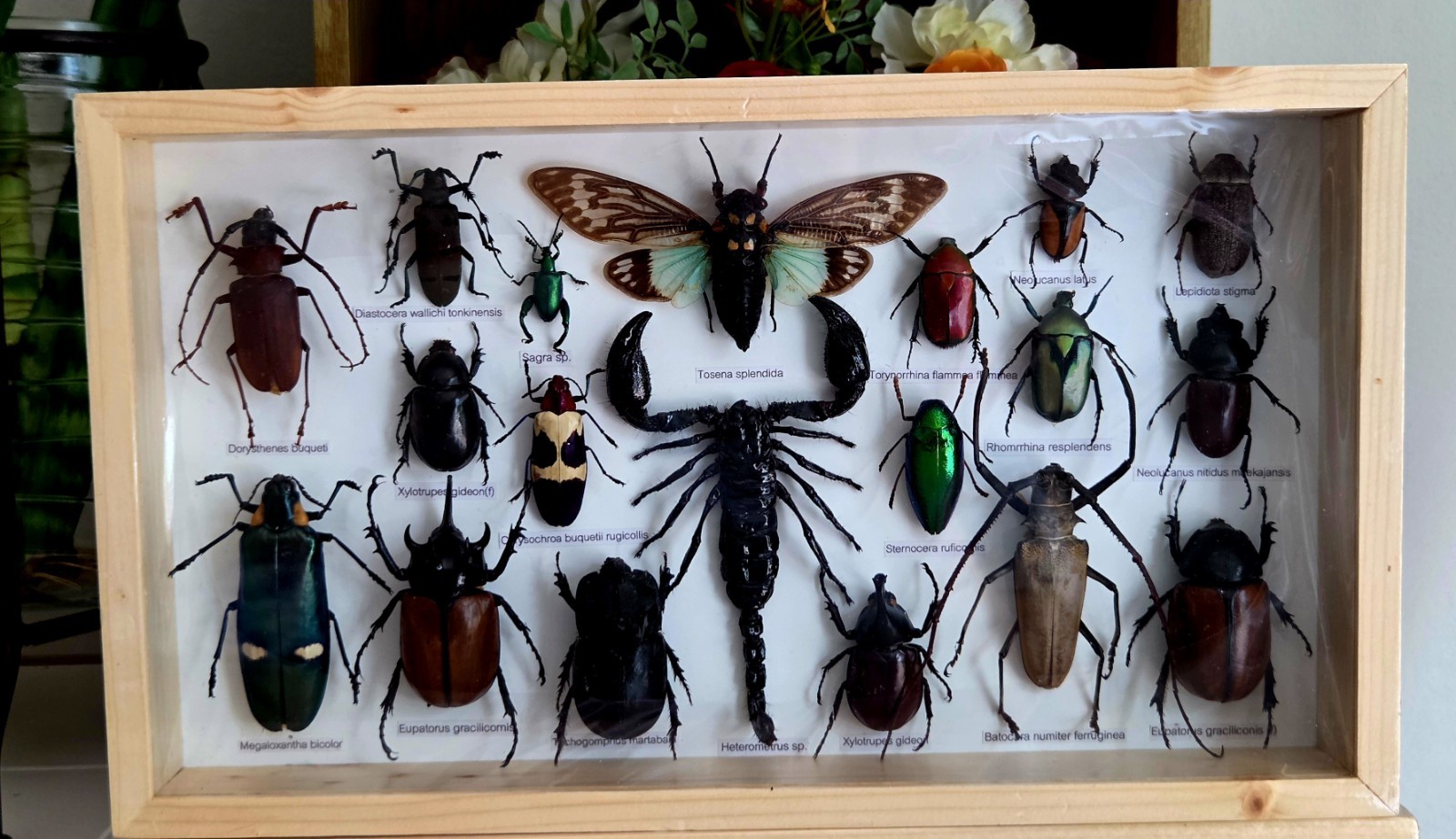 RARE MIX INSECTS DISPLAY BOX IN WOOD FRAME BEHIND GLASS 8\ RARE MIX INSECTS DISPLAY BOX IN WOOD FRAME BEHIND GLASS 8\