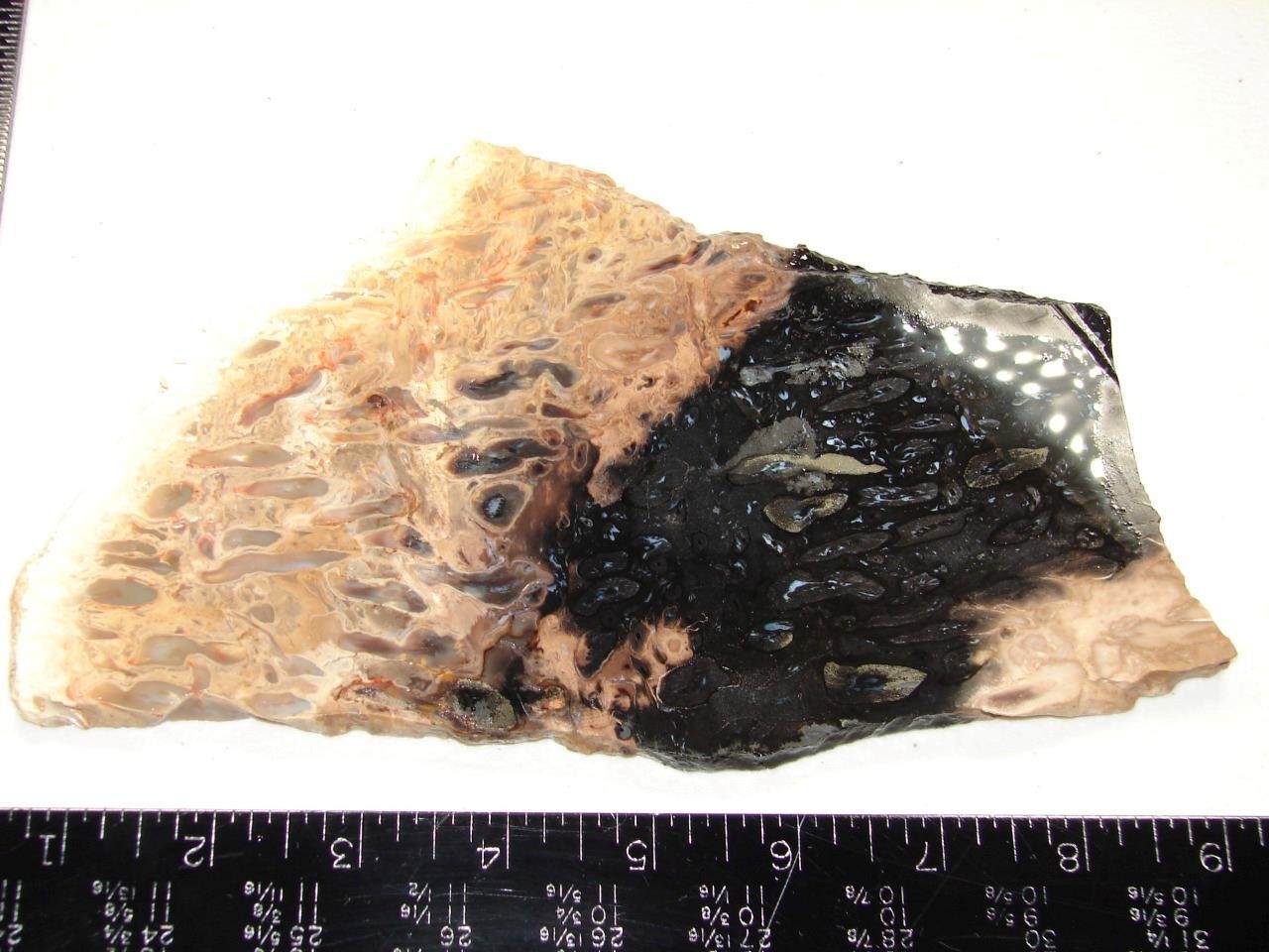 Beautiful Petrified Palm Root Slab - Indonesia - 300g - Old Coll. / Old Material
