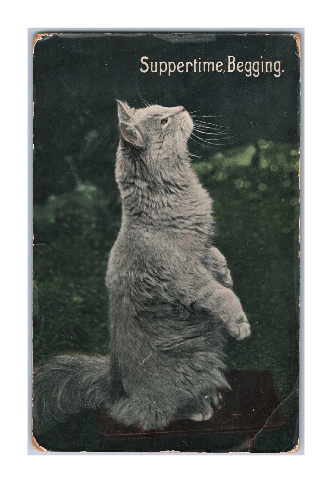 Antique 1907 RPPC Fluffy Kitty Cat Standing Suppertime Begging from Jennie