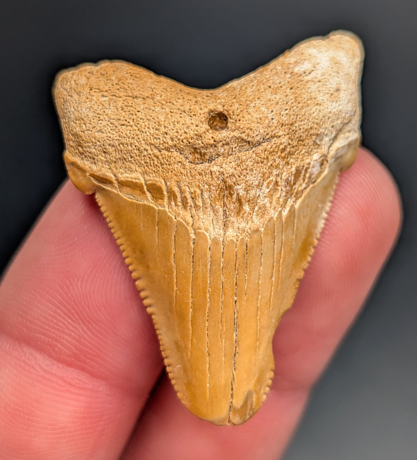 Gorgeous Orange Angustiden Shark Tooth From South Carolina Gorgeous Orange Angustiden Shark Tooth From South Carolina