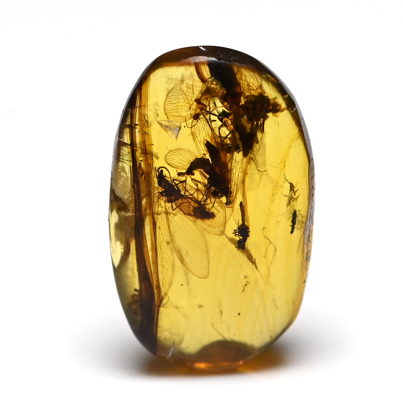 Large swarm of Trichoptera (Caddisfly) in Burmese Amber