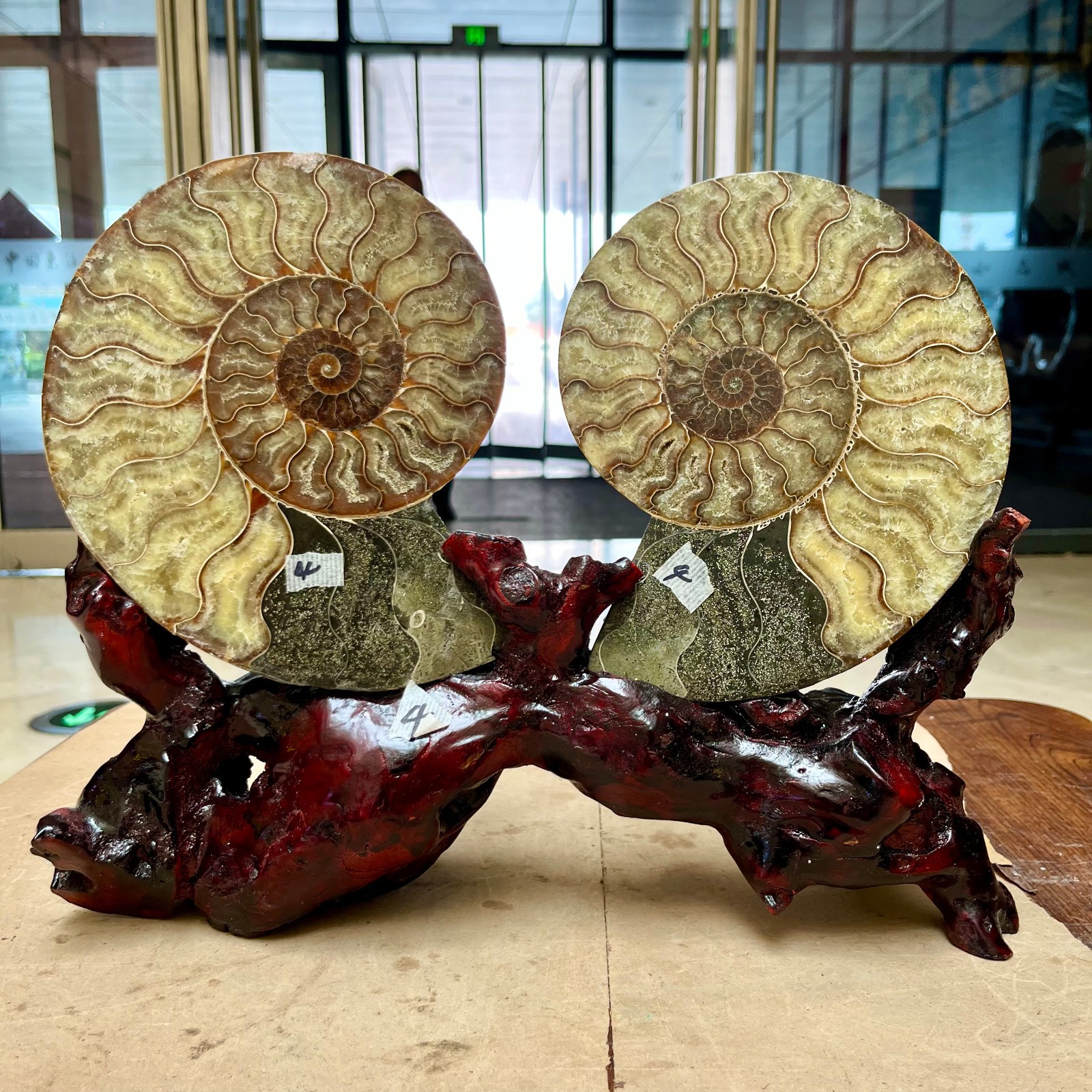 5.7 lb  Ammonite Fossil Pair Slices Polished Spiral Shell Display Stand