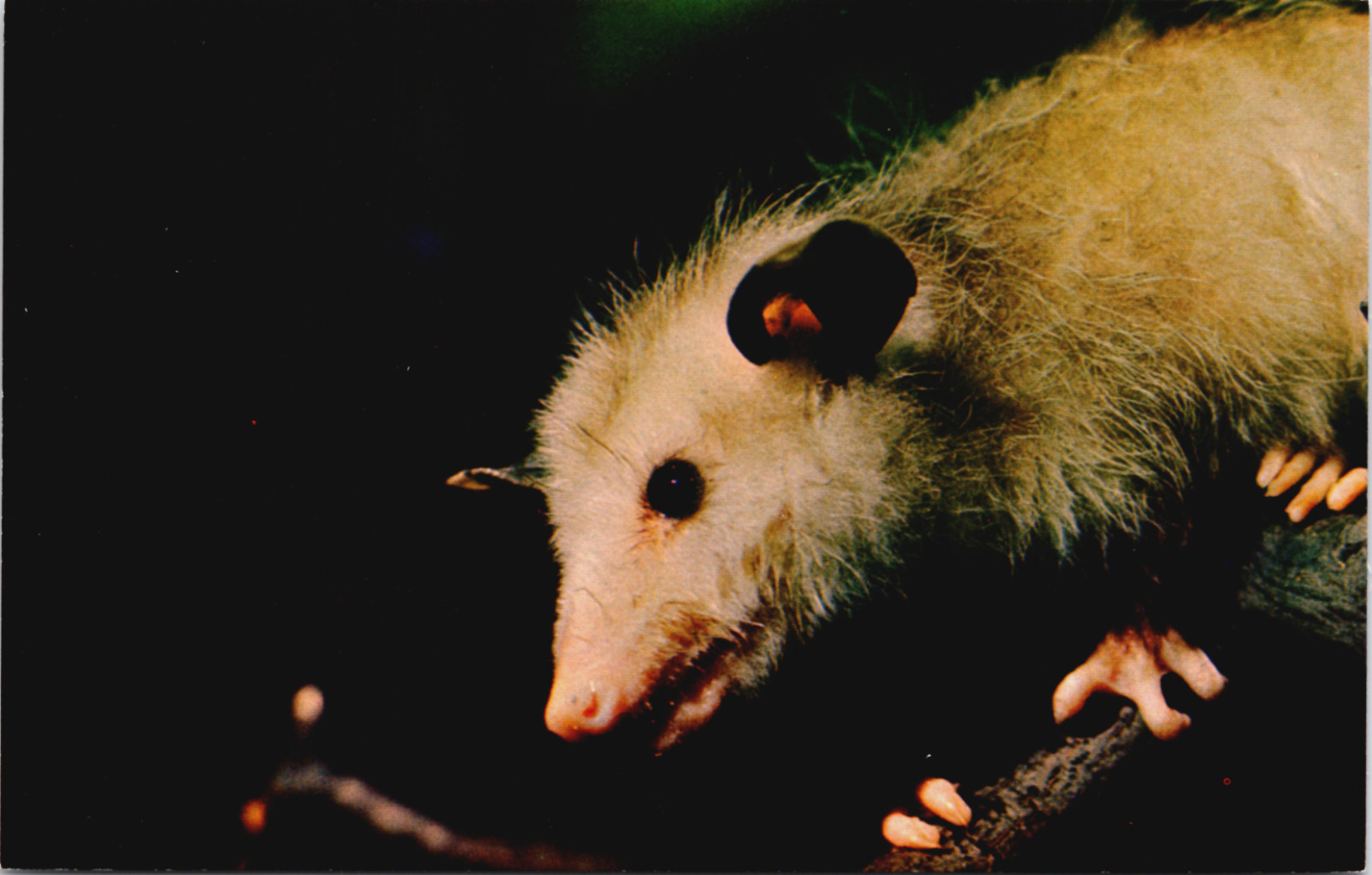 Opossum Kalamazoo Nature Center Kalamazoo Michigan Vintage Postcard