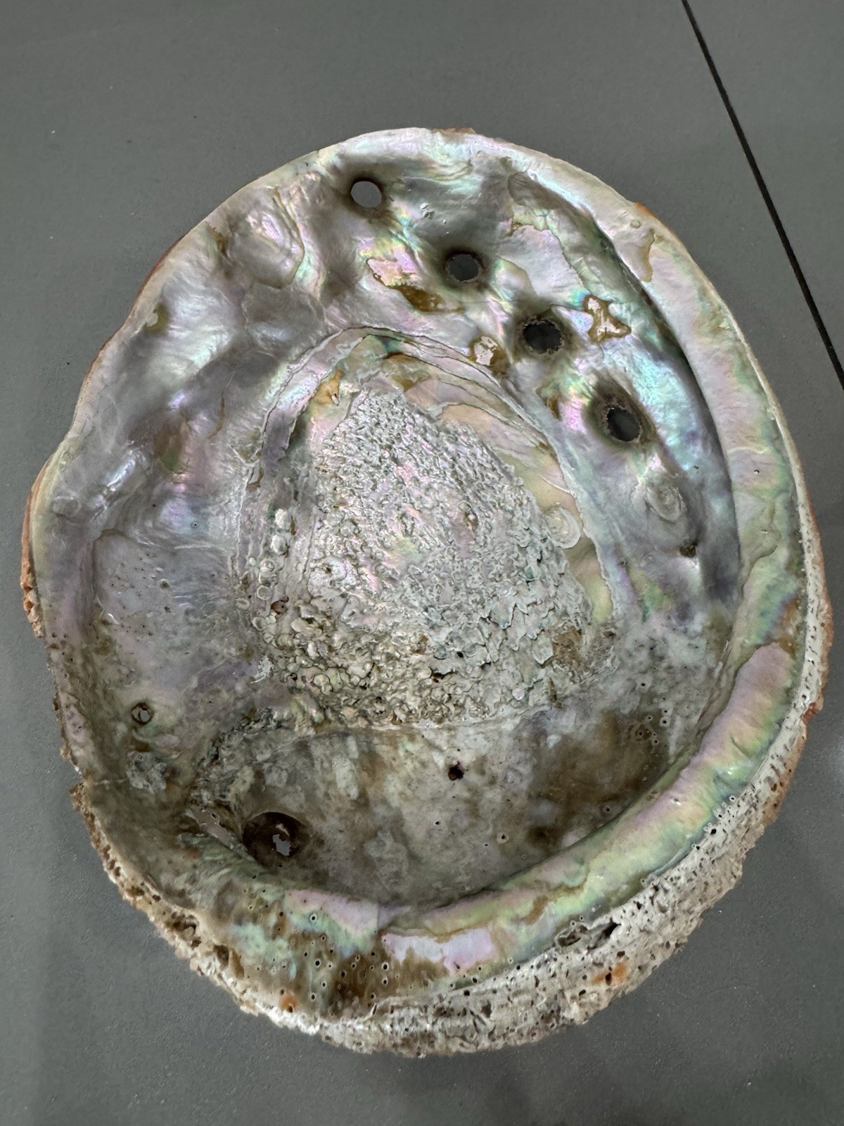 Vintage Large Red Abalone Shell Seashell Very Rare And Unique 8x6.5” Vintage Large Red Abalone Shell Seashell Very Rare And Unique 8x6.5”