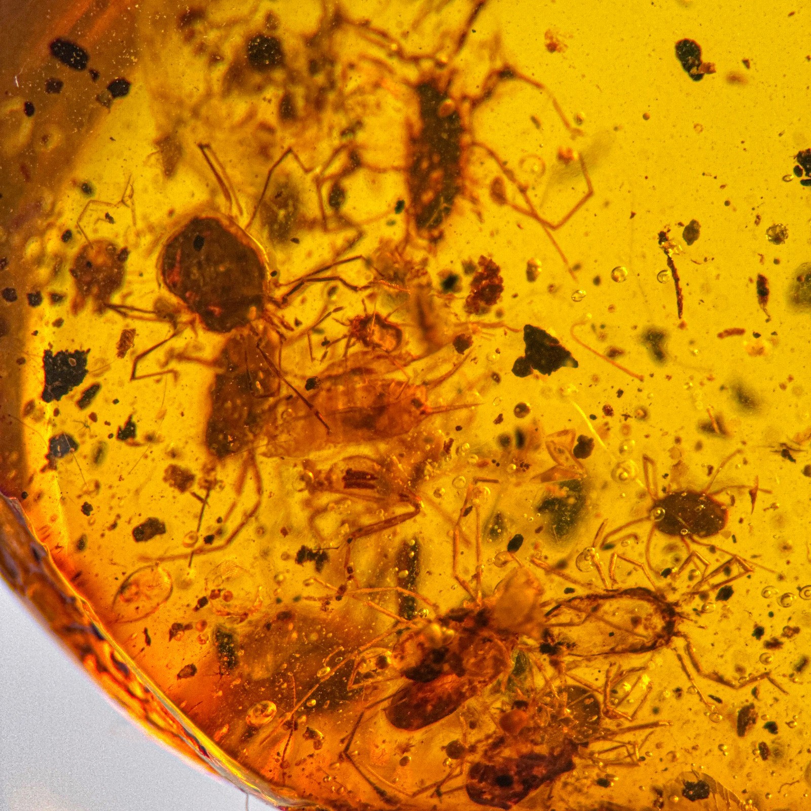 Mite SWARM in Burmese / Burmite amber fossil / 100% genuine Mite SWARM in Burmese / Burmite amber fossil / 100% genuine