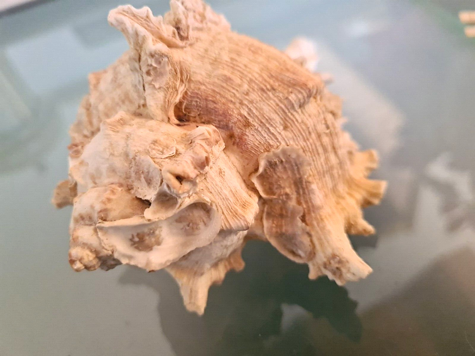 CHICOREUS RAMOSUS, Muricidae, cm 12x9 CHICOREUS RAMOSUS, Muricidae, cm 12x9