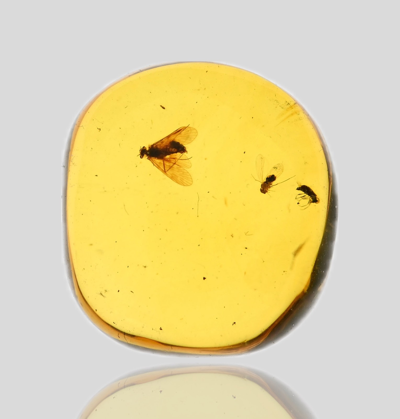 Detailed Trichoptera (Caddisfly), Fossil Insect Inclusions in Burmese Amber