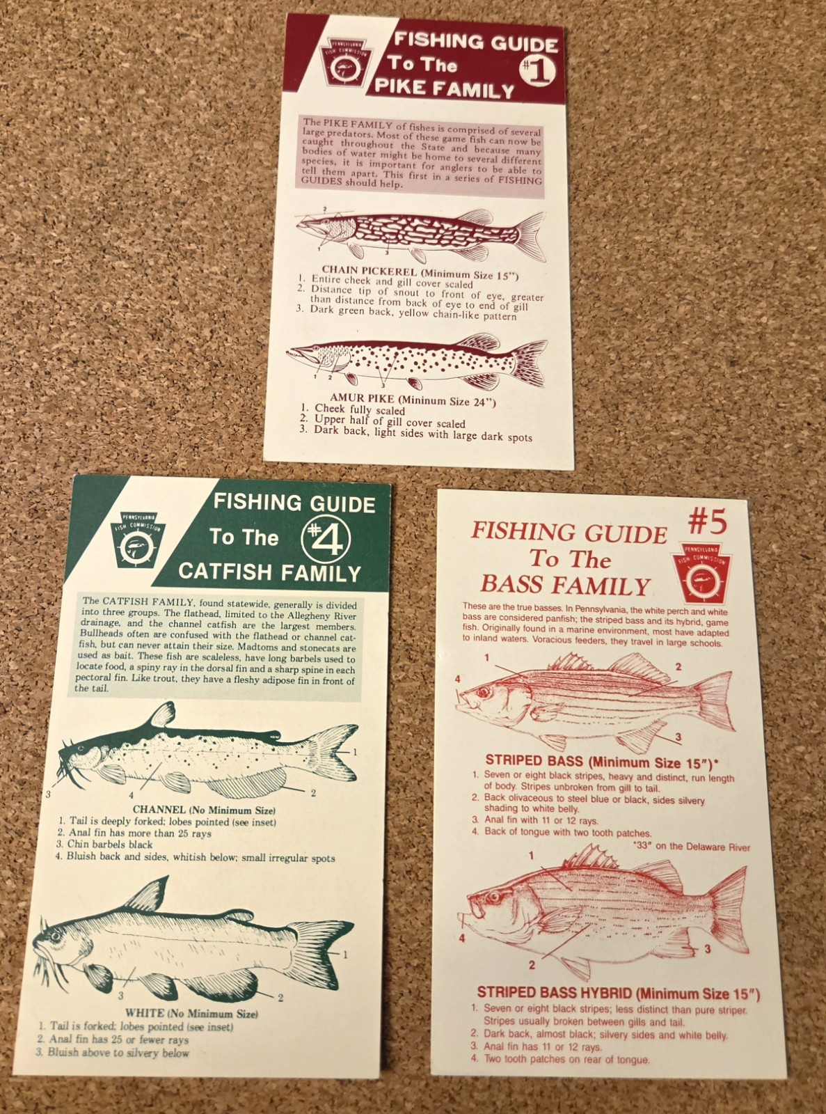 3 NEW 1973 Pennsylvania Pocket Fish Guide Pike Muskie Bass Perch Catfish Sign 3 NEW 1973 Pennsylvania Pocket Fish Guide Pike Muskie Bass Perch Catfish Sign